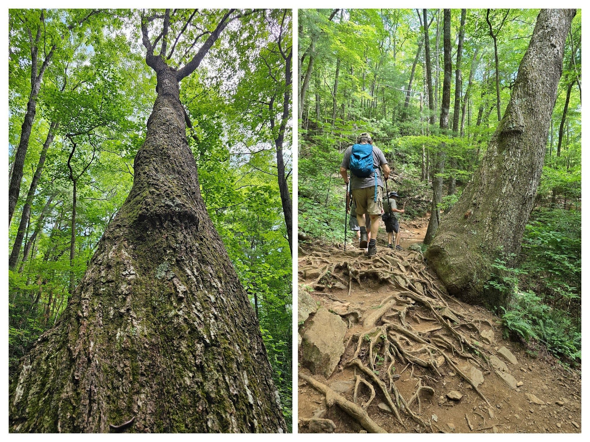 This large, but terribly leaning tree had us wondering how is was still healthy and still standing.