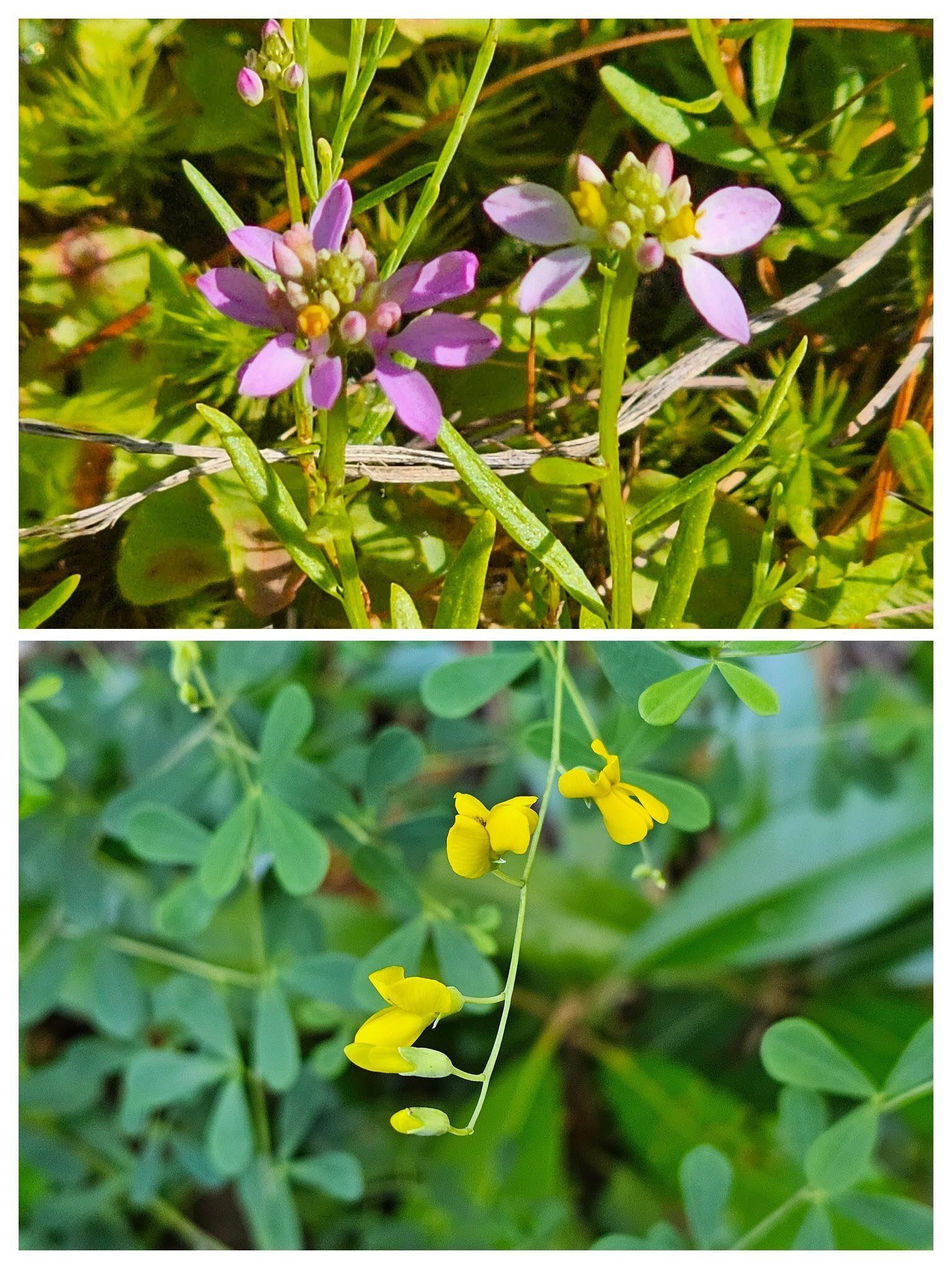 This Milkwort (top) and Horsefly Weed (bottom) were wildflowers we don't see very often.