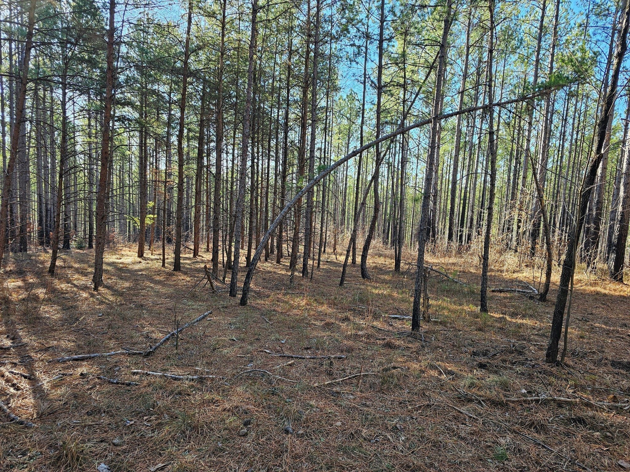 End of the side trail, but no overlook.