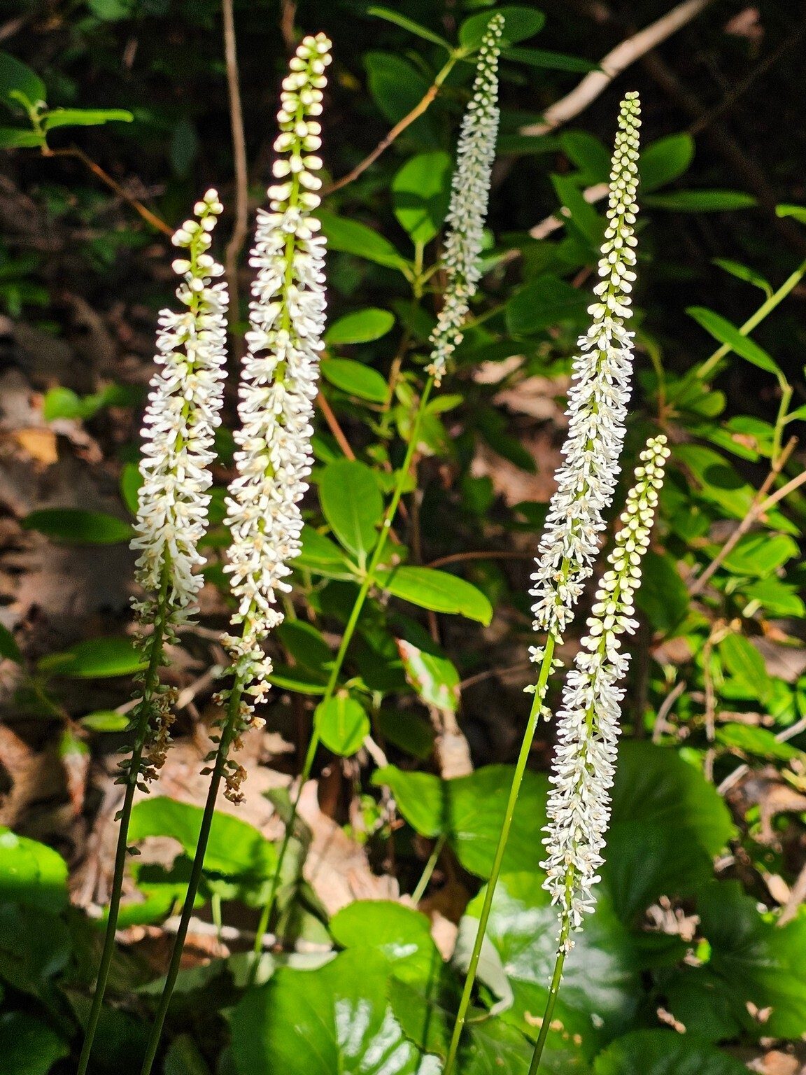 Galax in bloom.