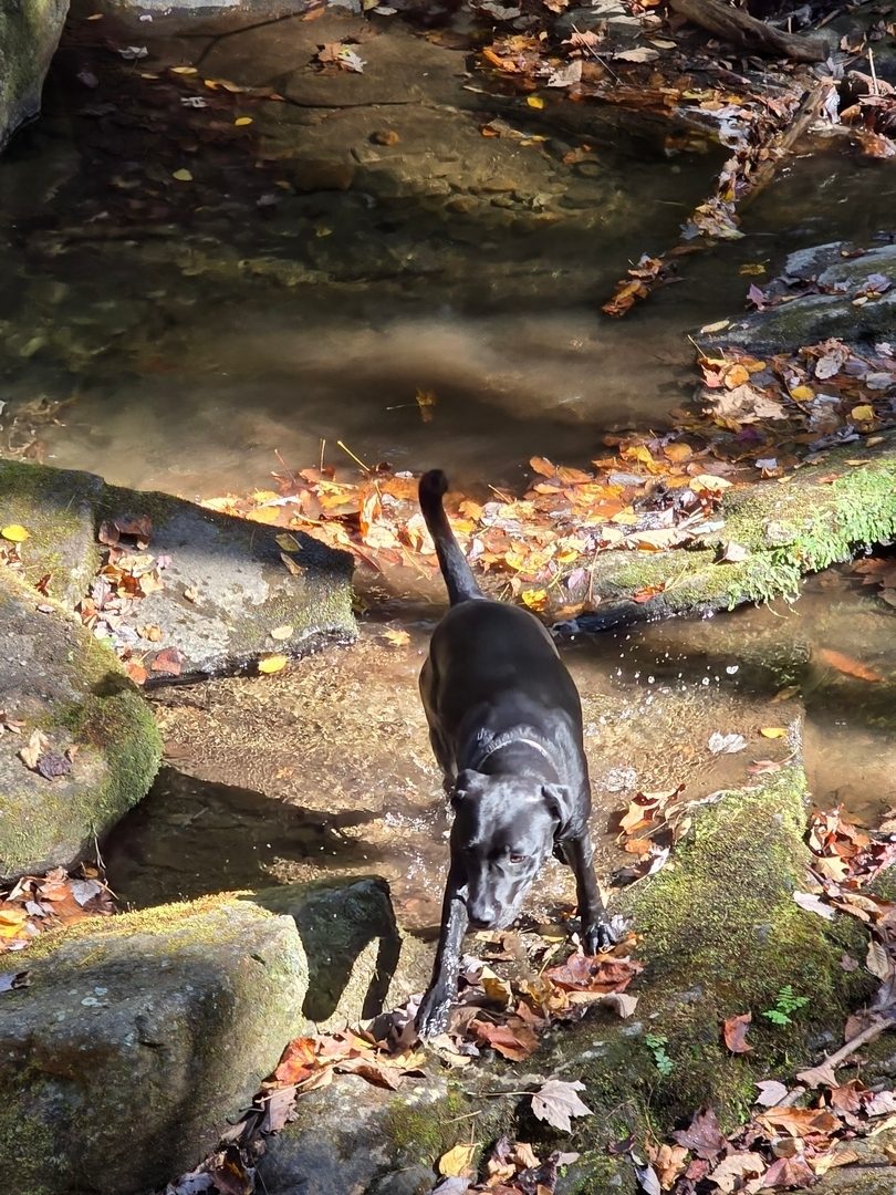 Toby wastes no time checking out Martin Creek below the falls.  Photo by Jane Voss.