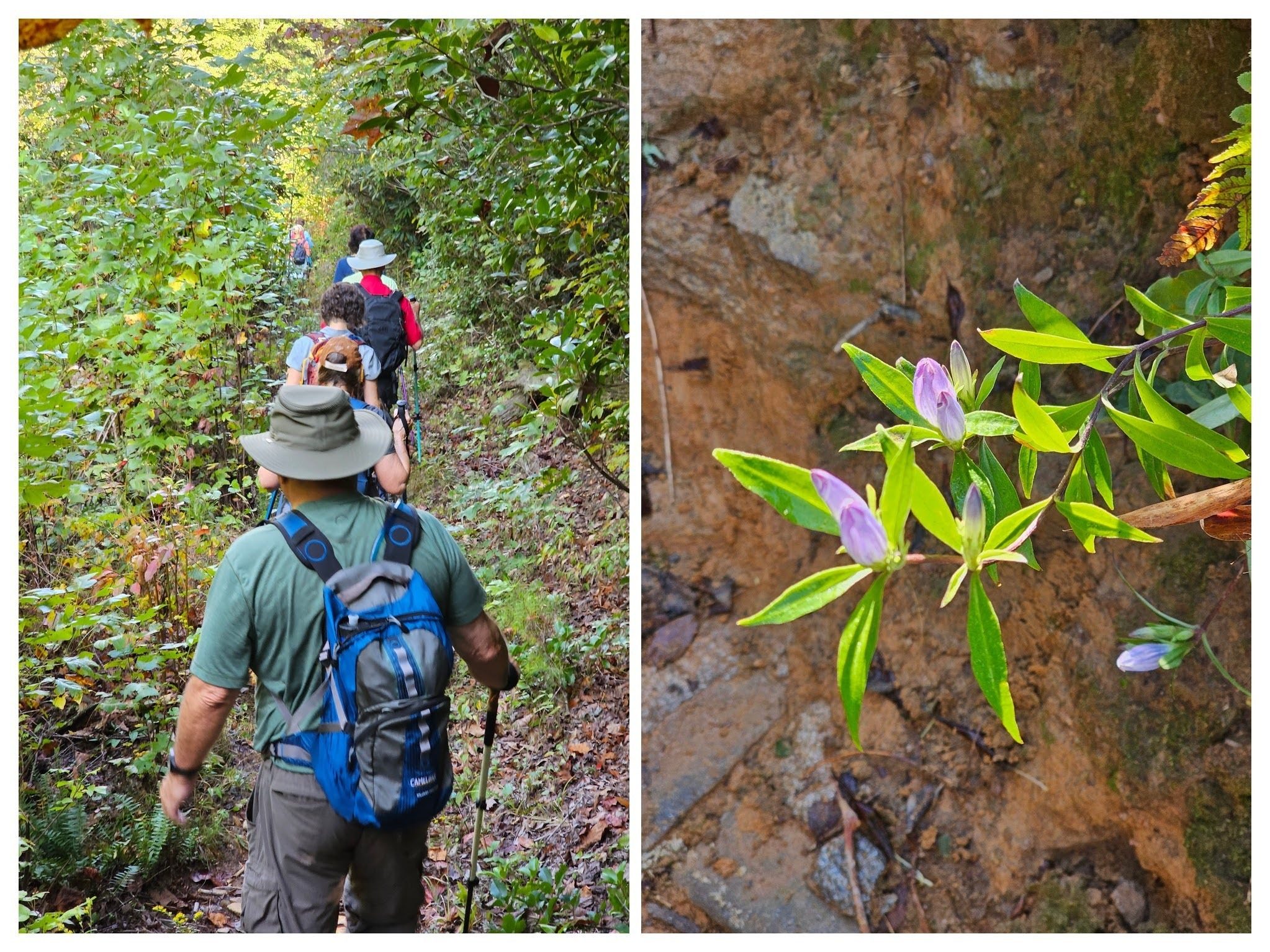 This Gentian was spotted as we headed down through a washed out section of the trail.
