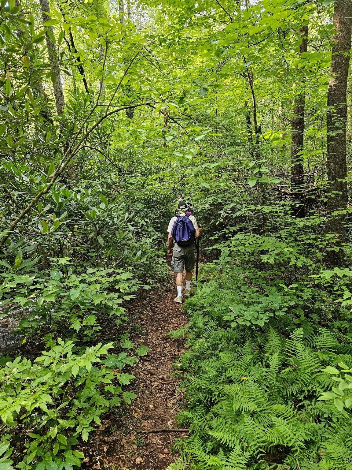 This access trail has extensive poison ivy along the path.