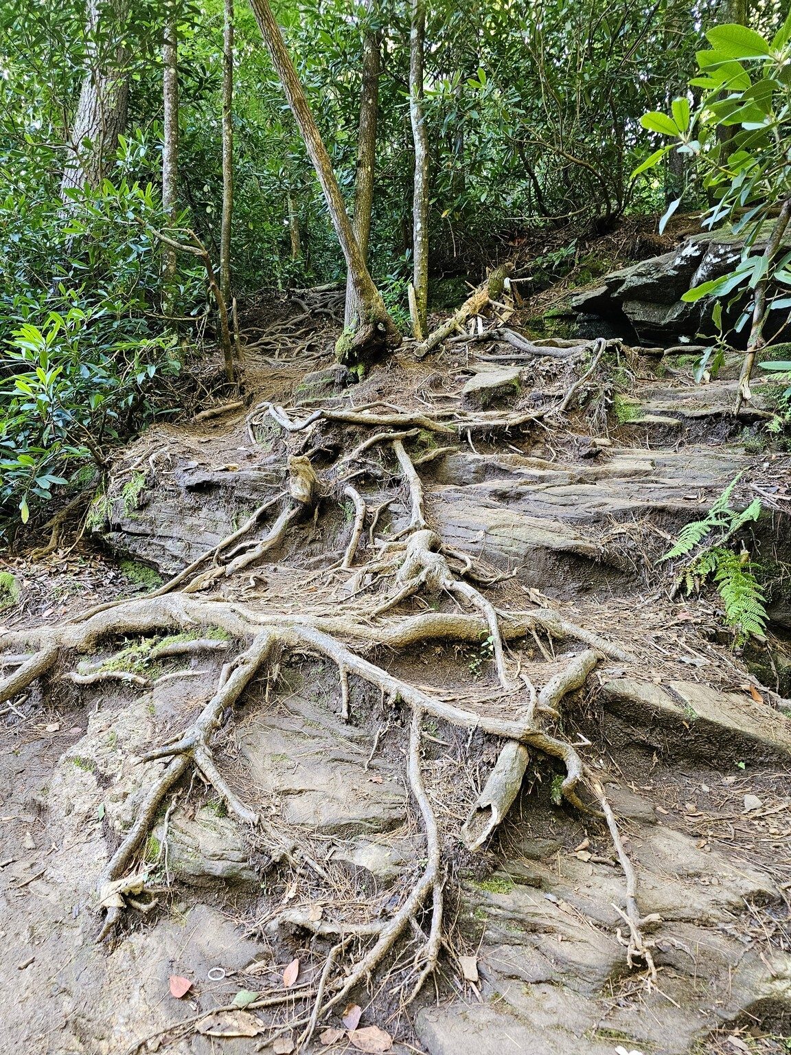 However, the side trail is not terribly obvious and requires care scrambling down and back up to the trail.