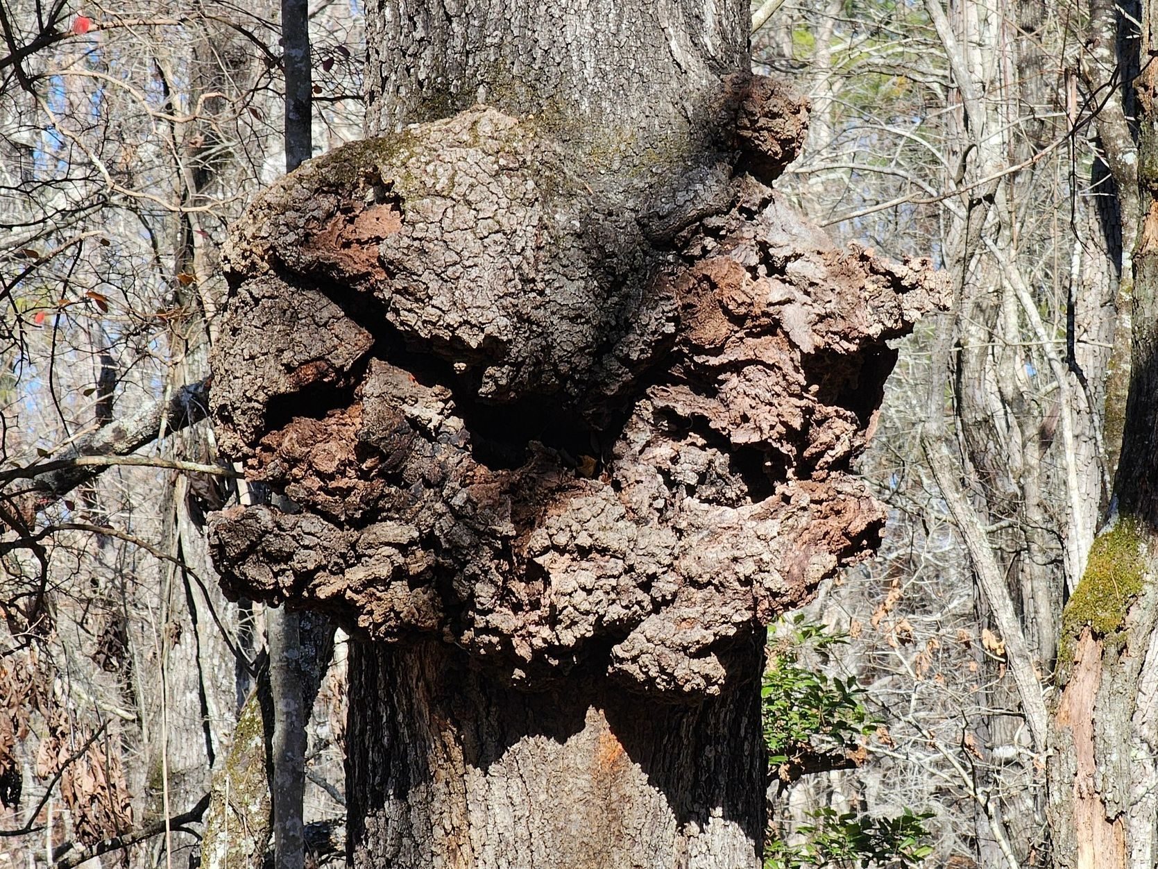 A gnarly gall with a bit of a "face" to it.