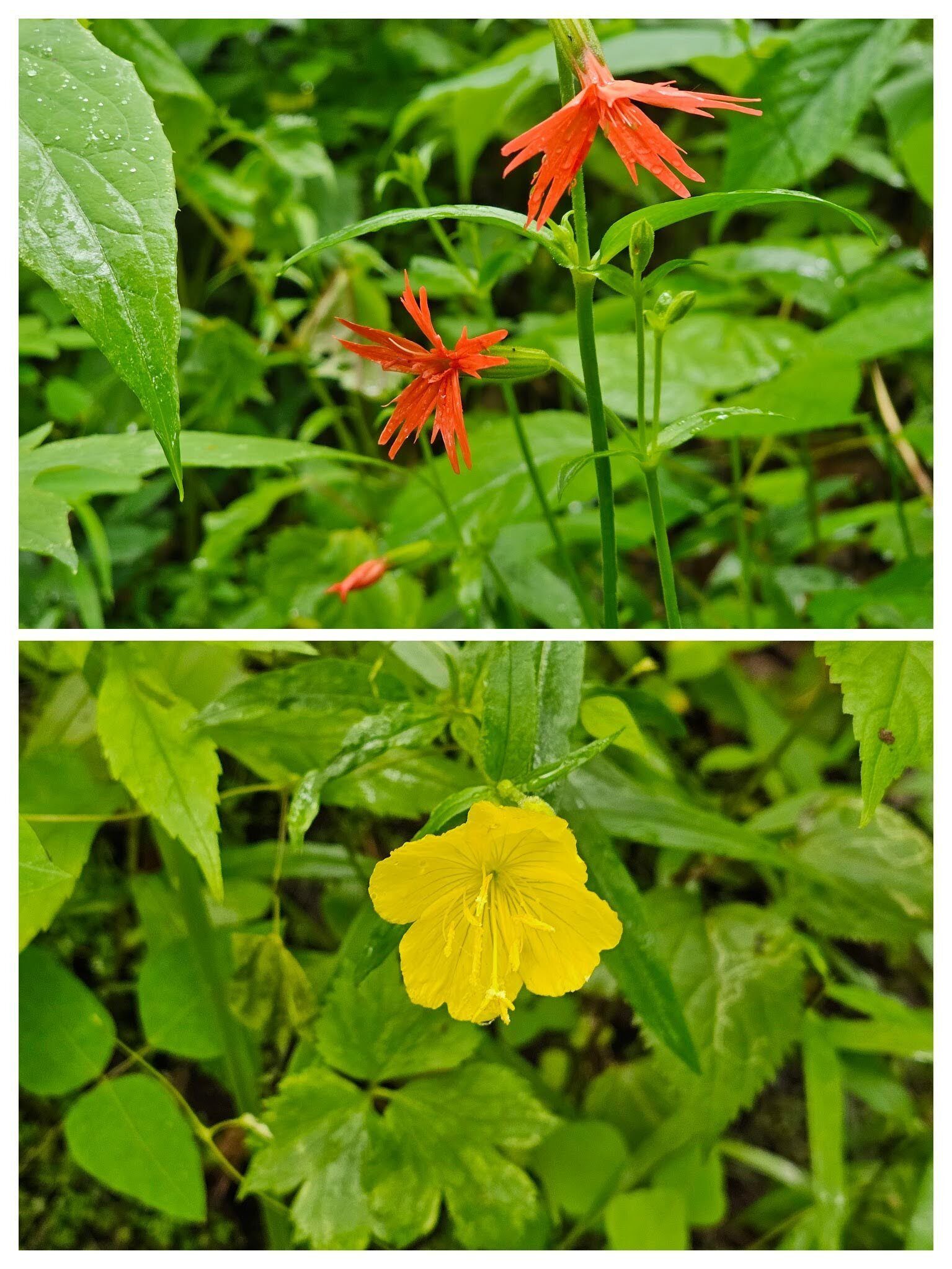 First seen wildflowers: Top-Fire Pink; Bottom-Evening Primrose