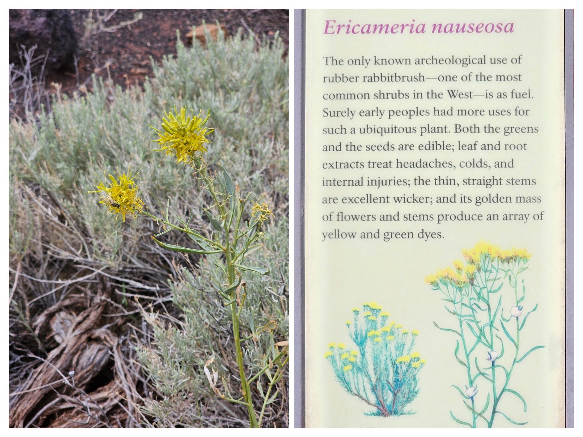 Rubber rabbit brush, who knew.