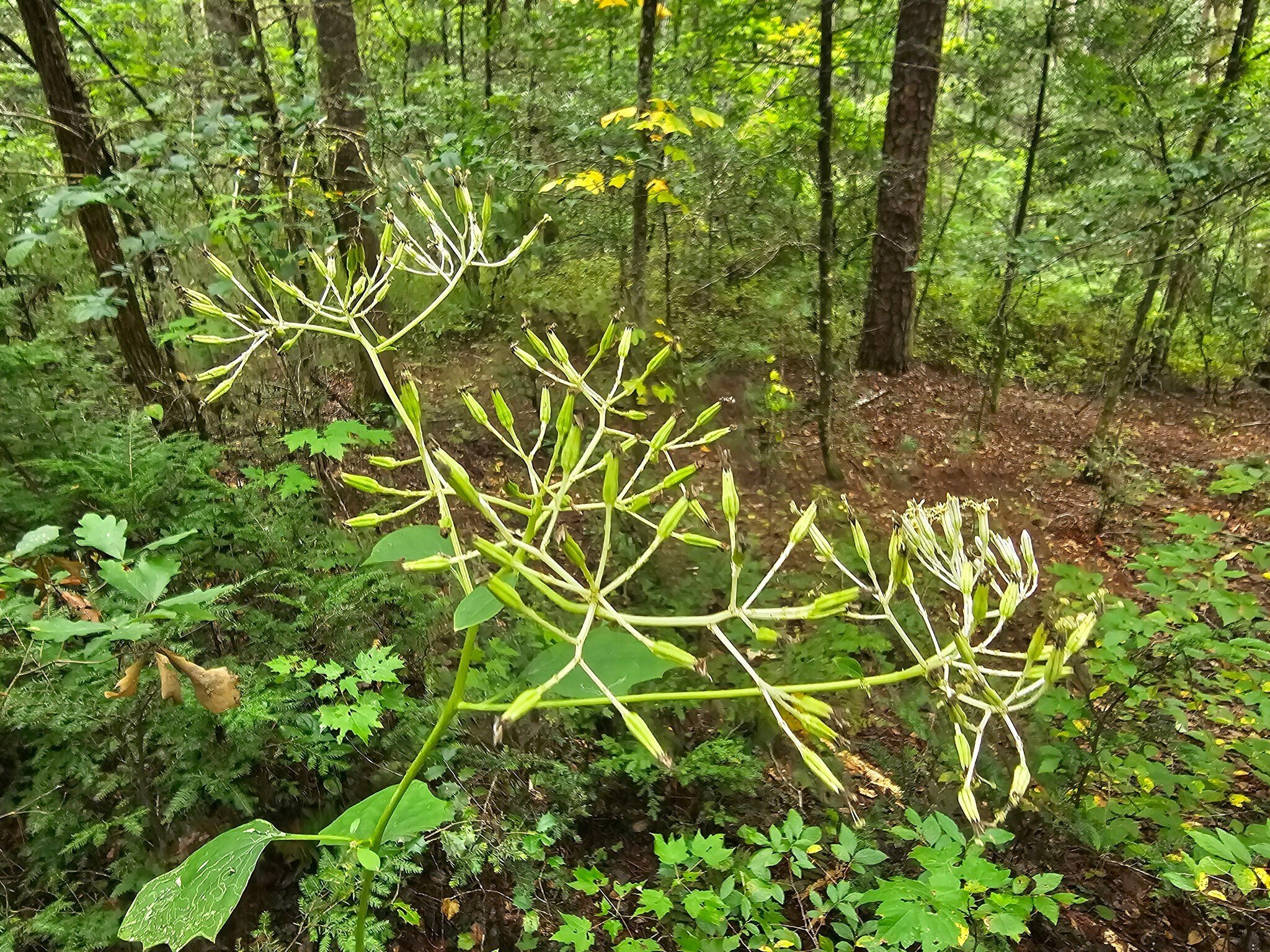 What is this question of the day? Pale Indian Plantain.