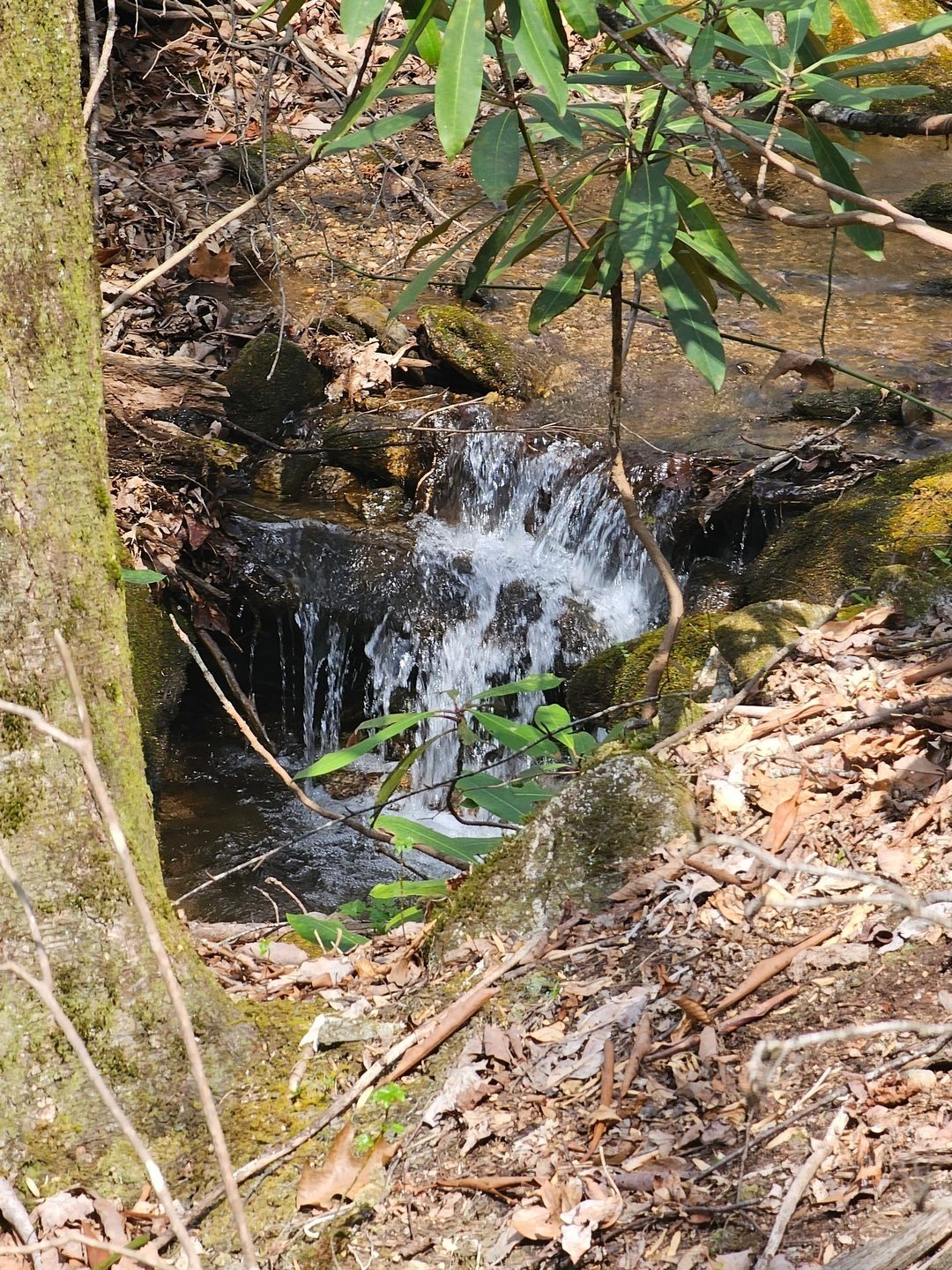 We paralleled Andrews Creek hearing and seeing occasional small waterfalls