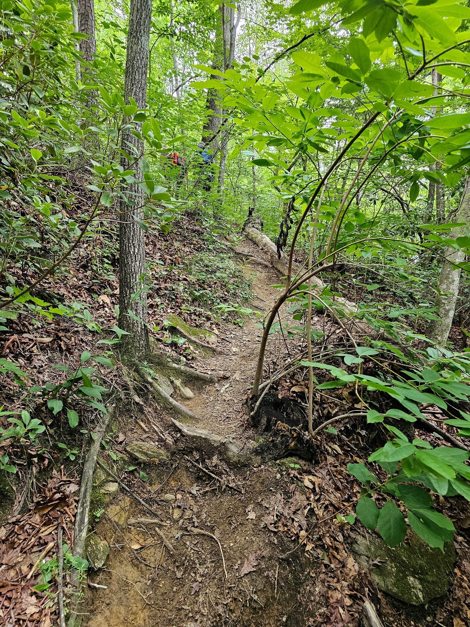 This is the path to scramble down to the bottom of Contentment Falls.  You can still reach the top of the fall and under the rock ledge via a slightly easier path.