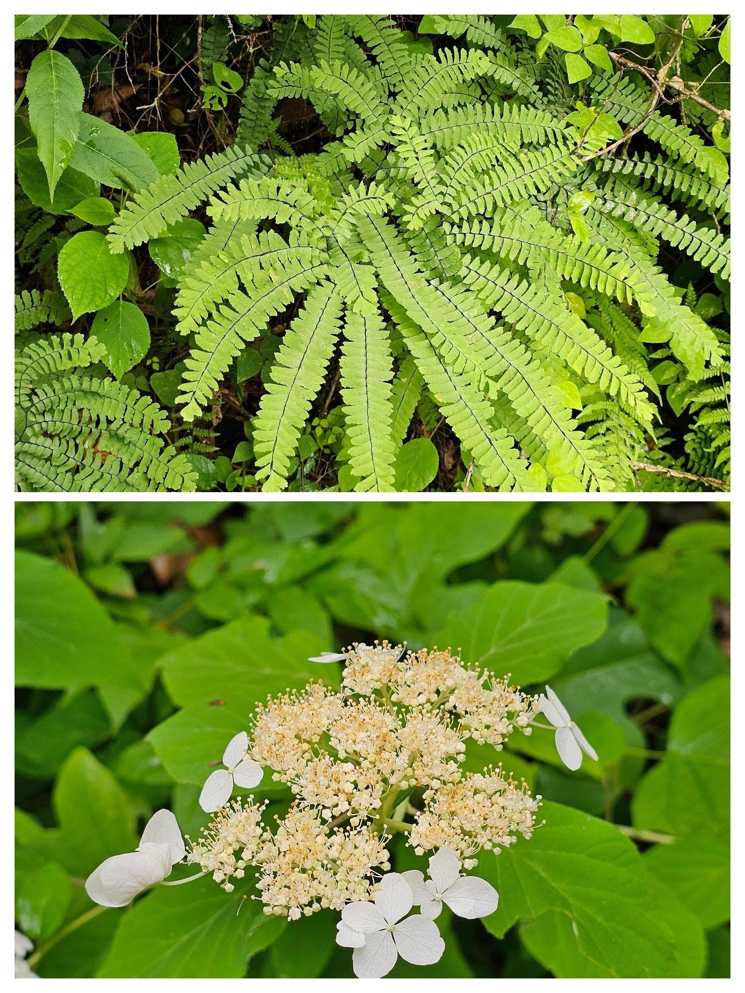 Nice examples of Maidenhair fern and Native hydrangea.