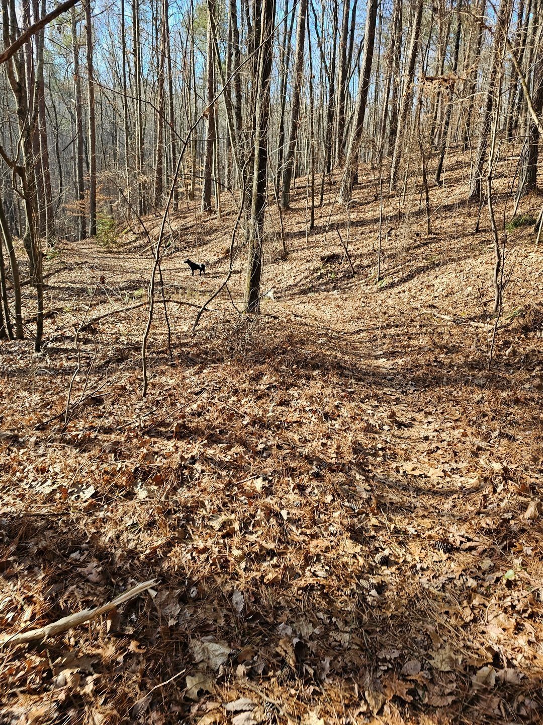 Representative of much of the trail today.