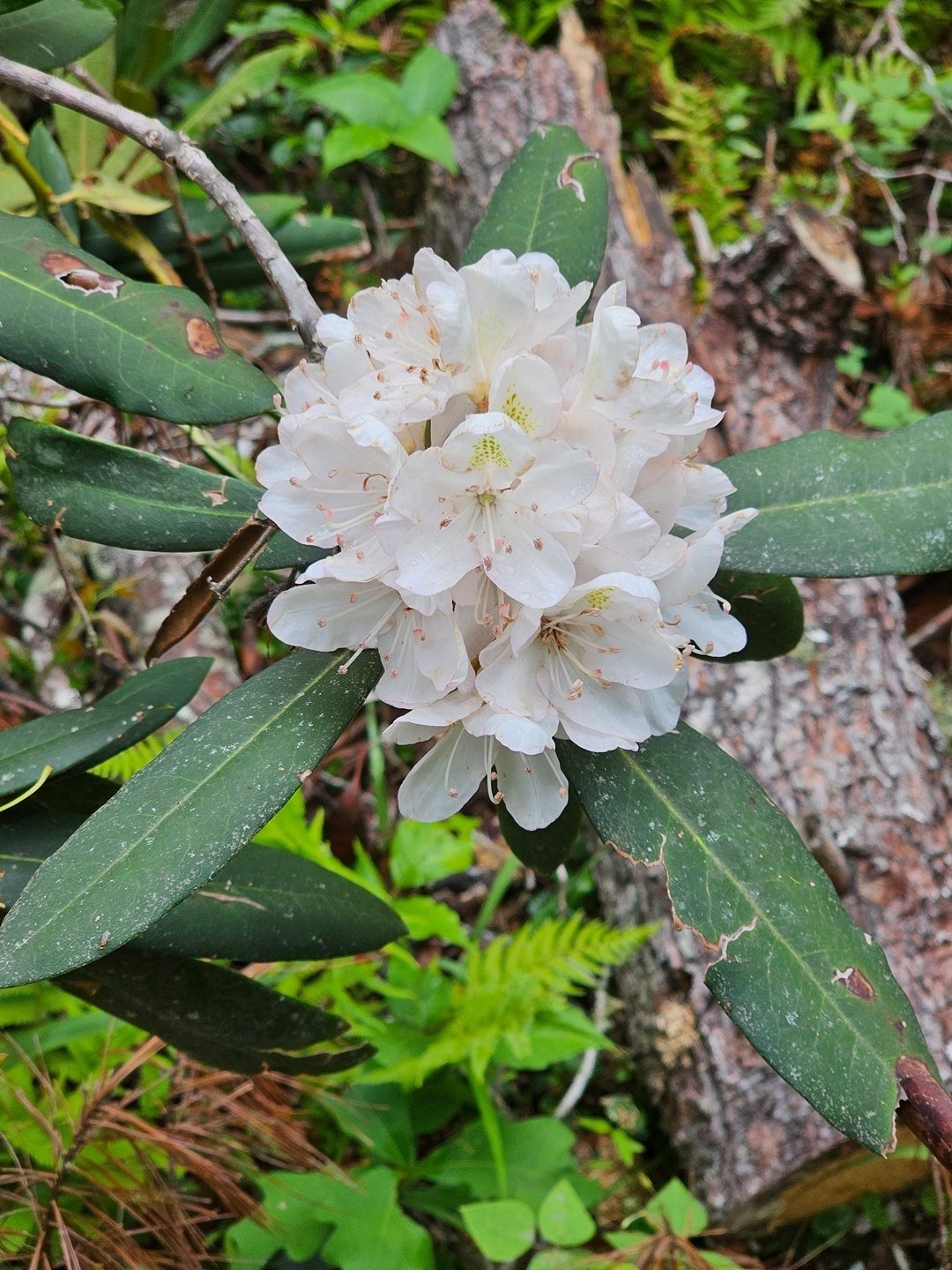 One of the few examples of Rhododendron found along this trail.