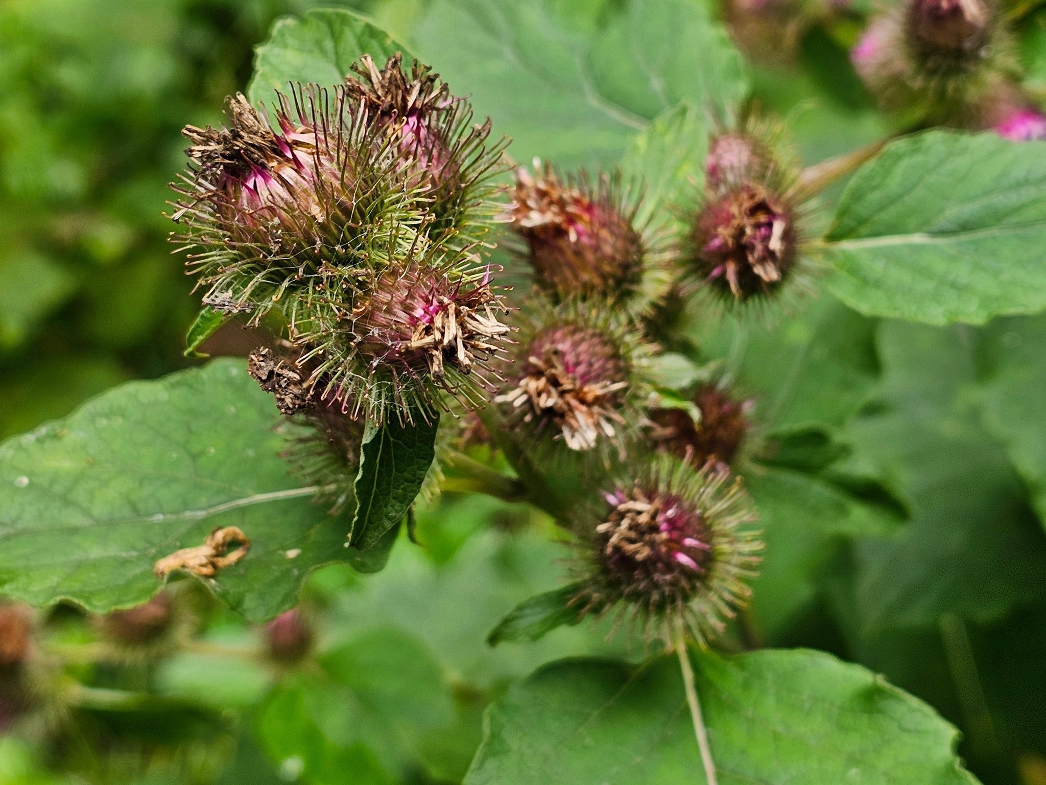 Fruit of the Common burdock.  I don't remembering seeing this before.