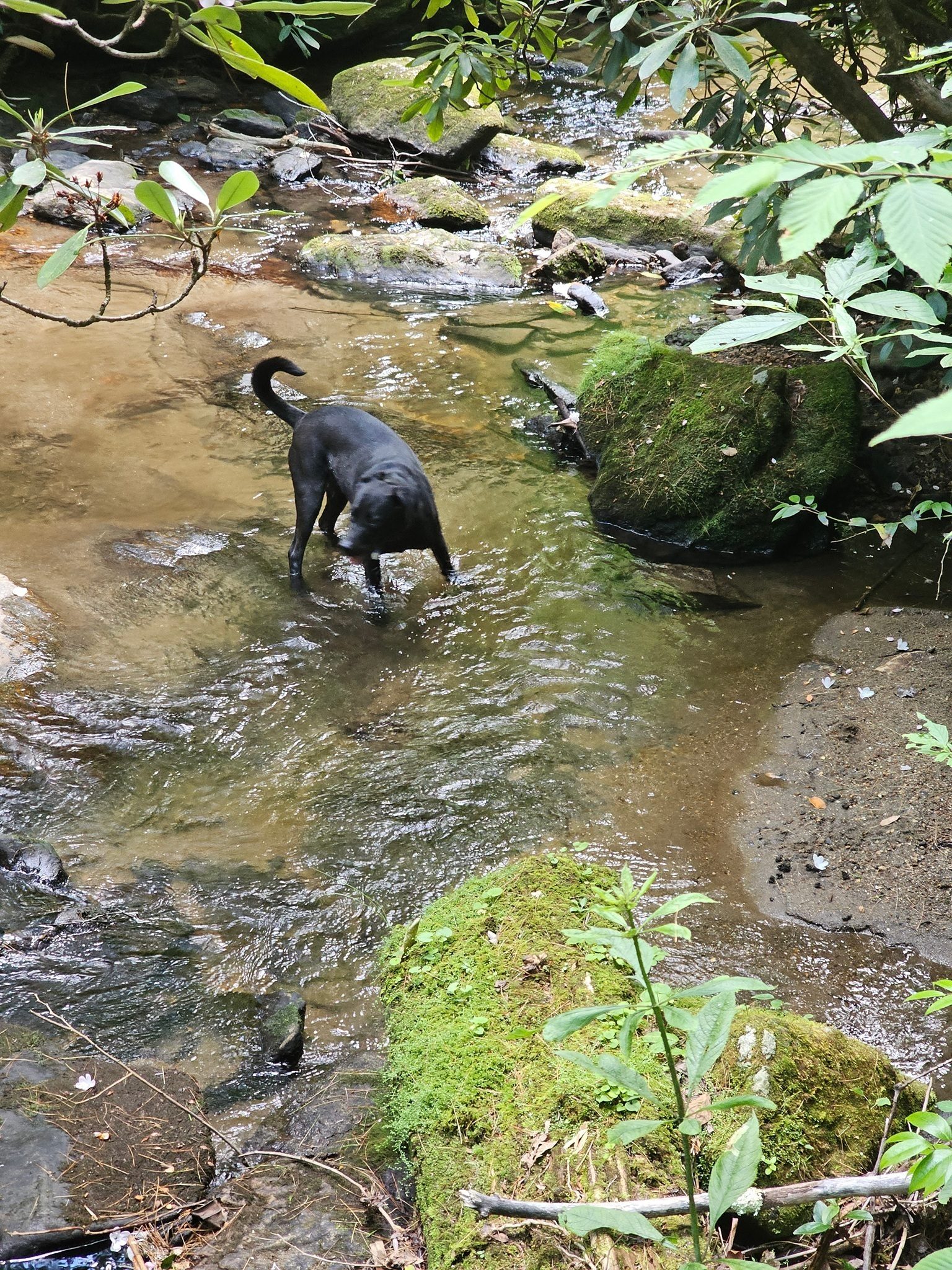 Toby on the hunt.