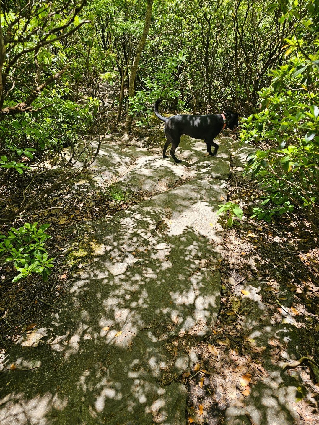 Heading down now with Toby in the lead.