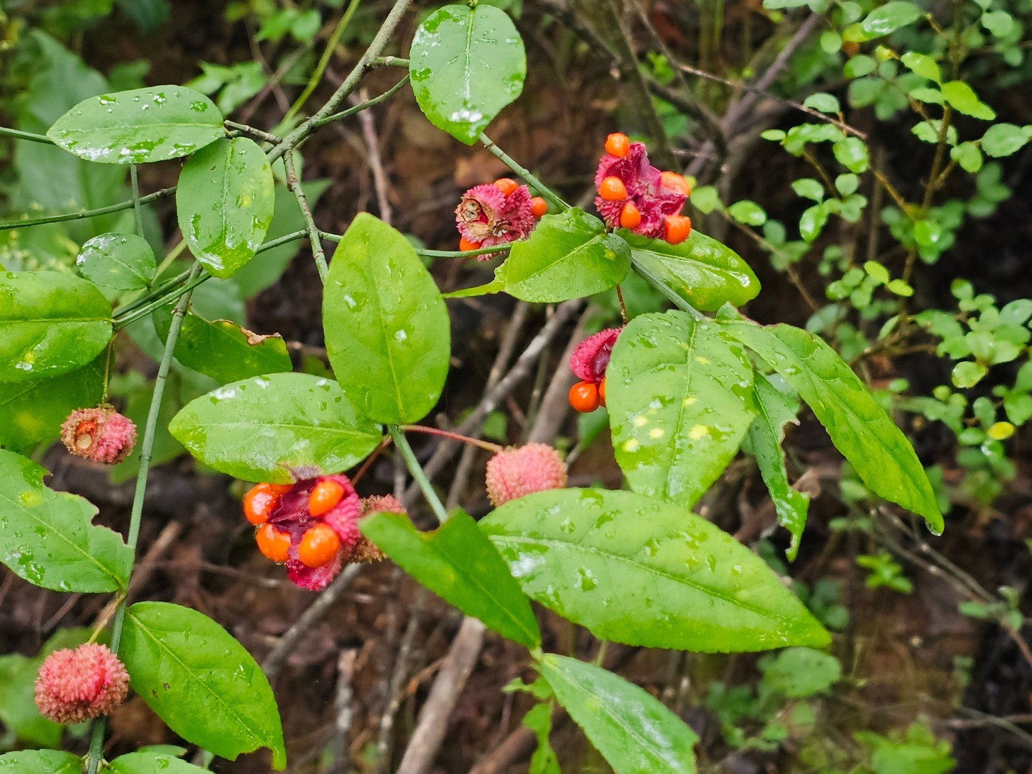 As we finish our hike, these Hearts-a-Bustin' were spotted by Beth McDonald.