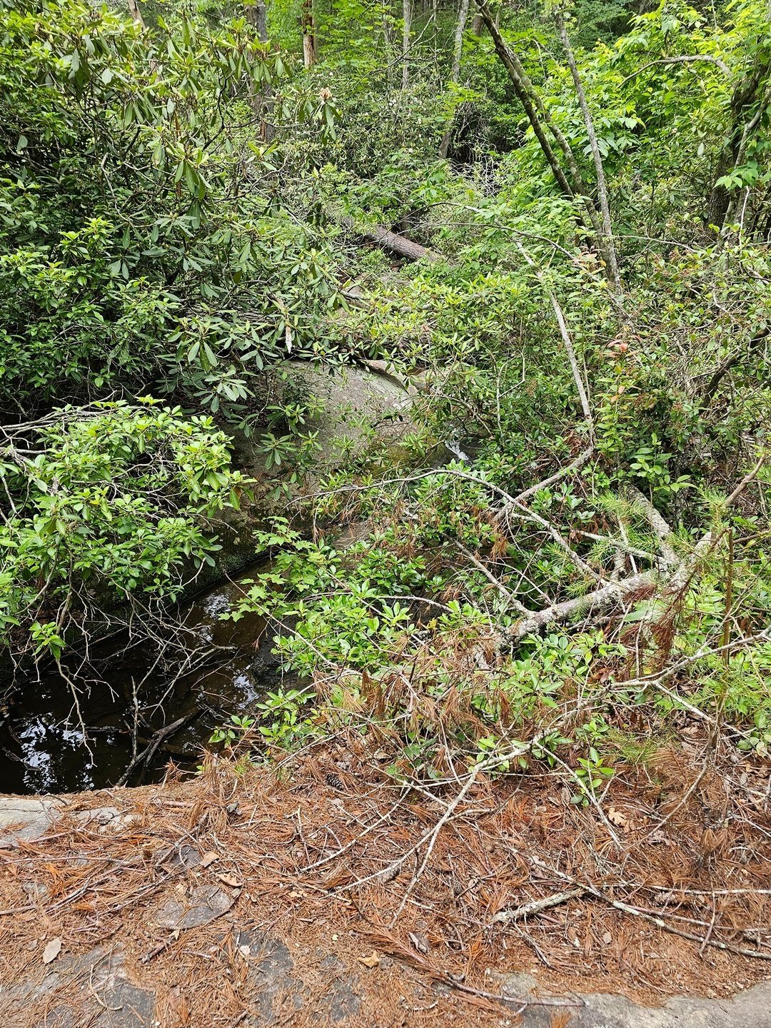 Another view of Natural Bridge but it is obscured, like most views, by blowdown litter.