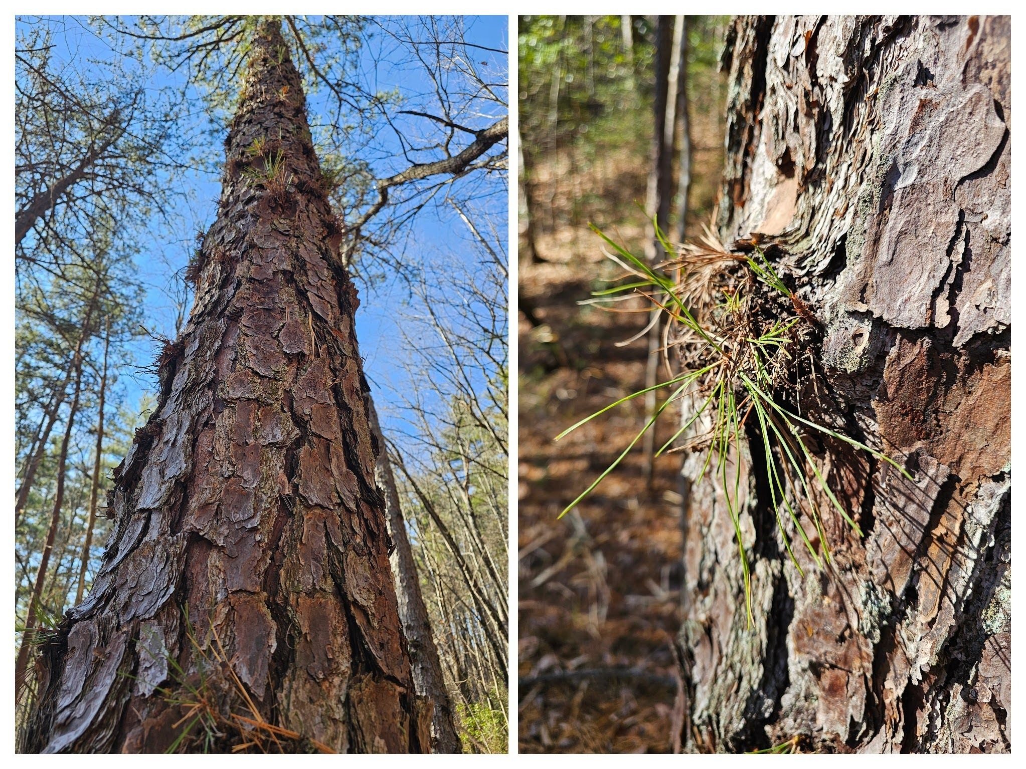 We stopped when we saw this curiosity of numerous small sprouts along the entire trunk of two pine trees.  We later identified these as "Epicormic sprouts," a response to stress on the tree.