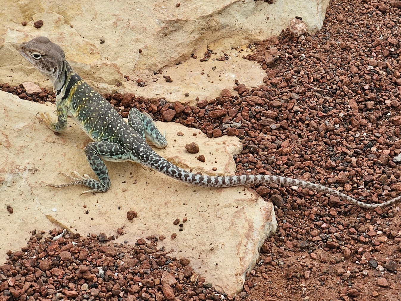 We met this female Eastern Collared Lizard on our walk out. You can see the characteristic twin black bands wrapped around its neck, bordered by white.