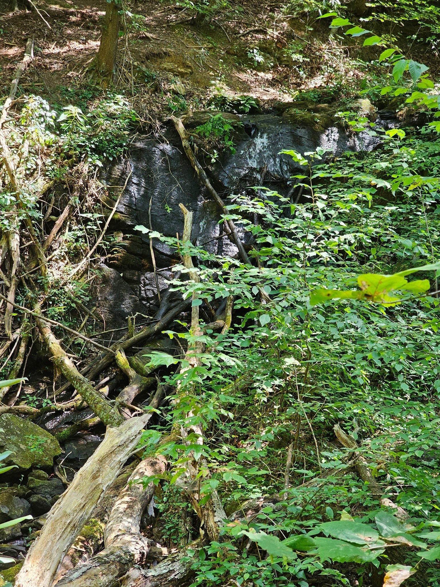 As we approach a waterfall just above Dockery Lake, now almost totally hidden by blowdowns and overgrowth.