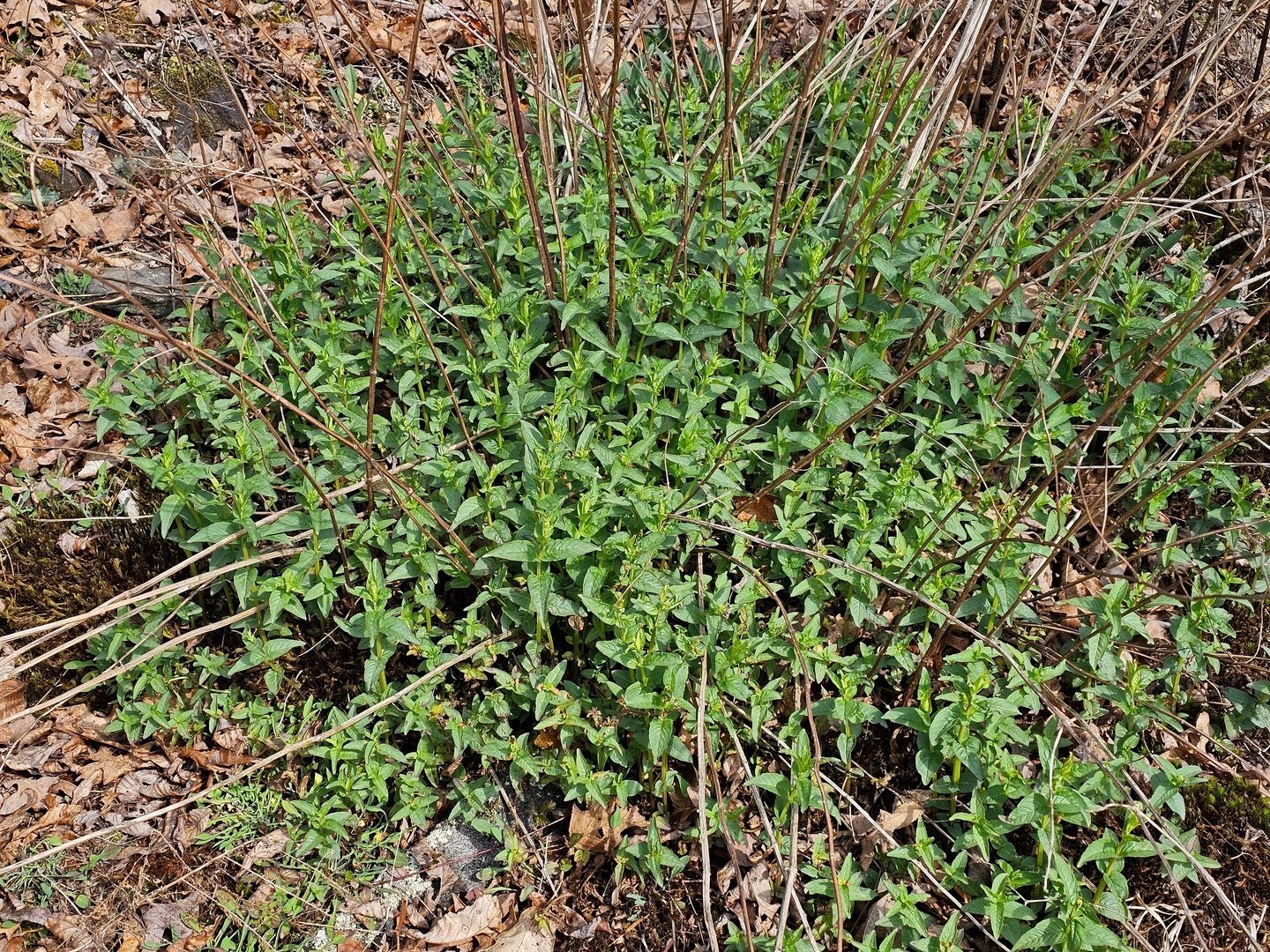 No blooms but this Clustered mountain-mint attacked Angela.  Nice scent, too.