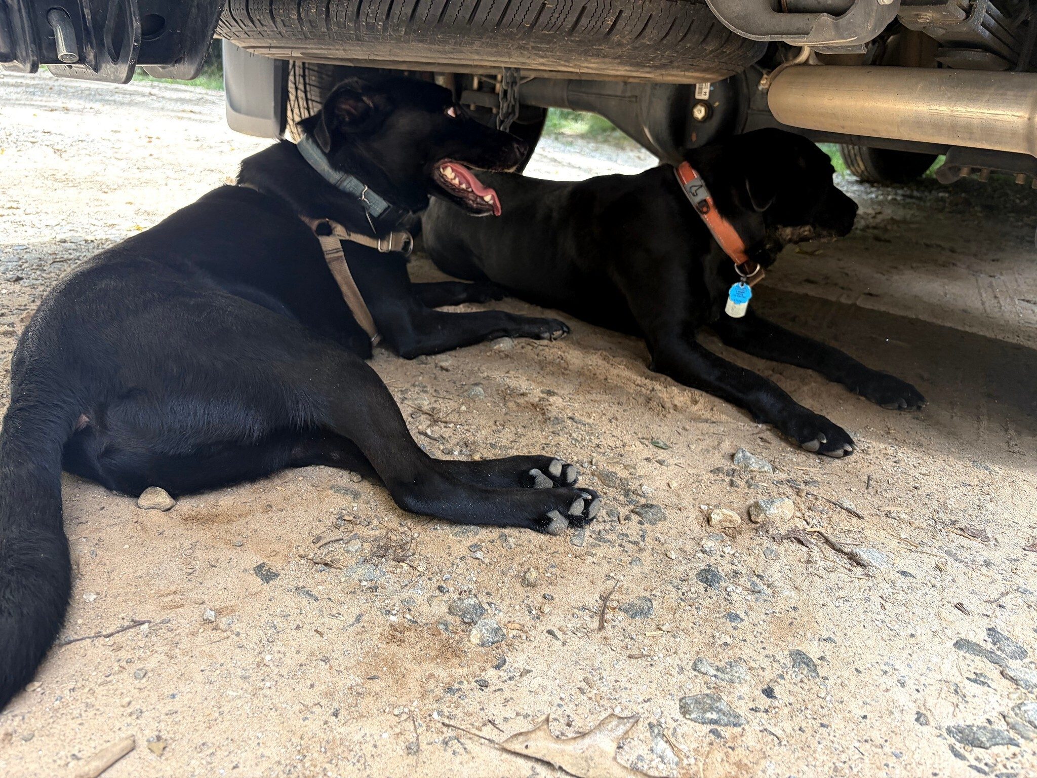 Heather and Matt's  two Tobys cooling off at the trailhead after the hike.  Photo by Pam Hembree.