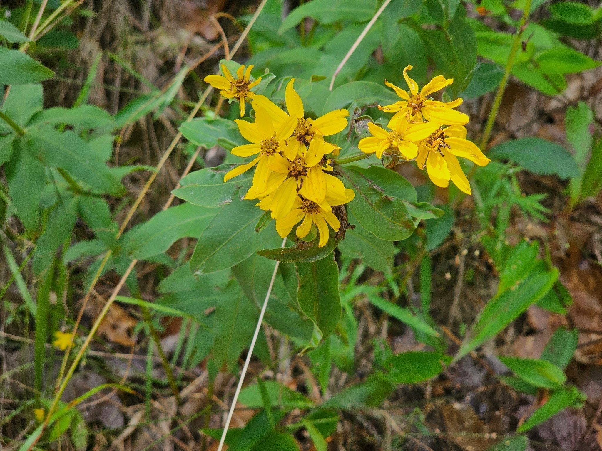 Could this be a Woodland sunflower found in an open area near the junction of East Bound-N-Down Trail and Locust Stake Road?