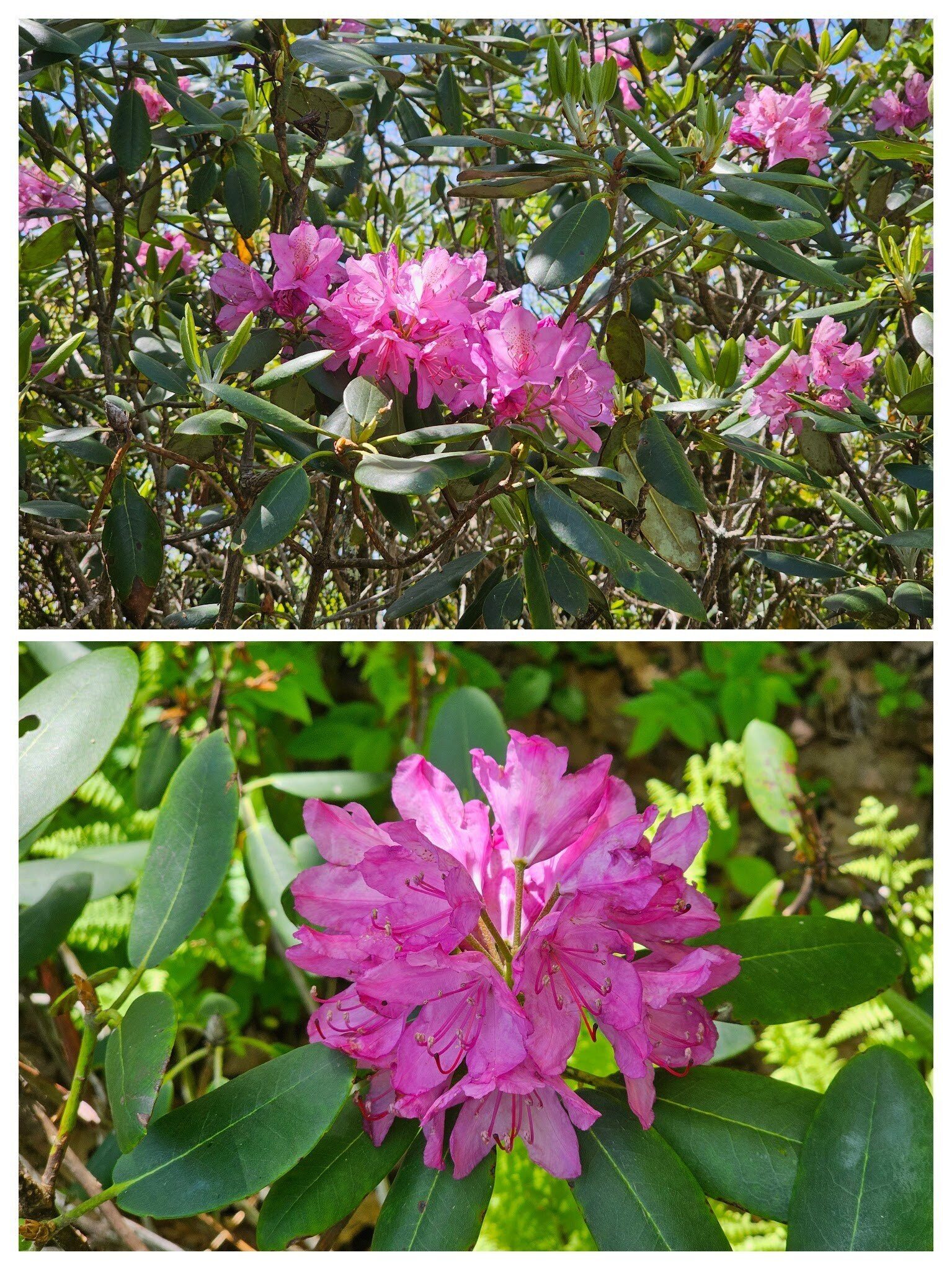 Another surprise, native Rhododendron in bloom along sunnier places.