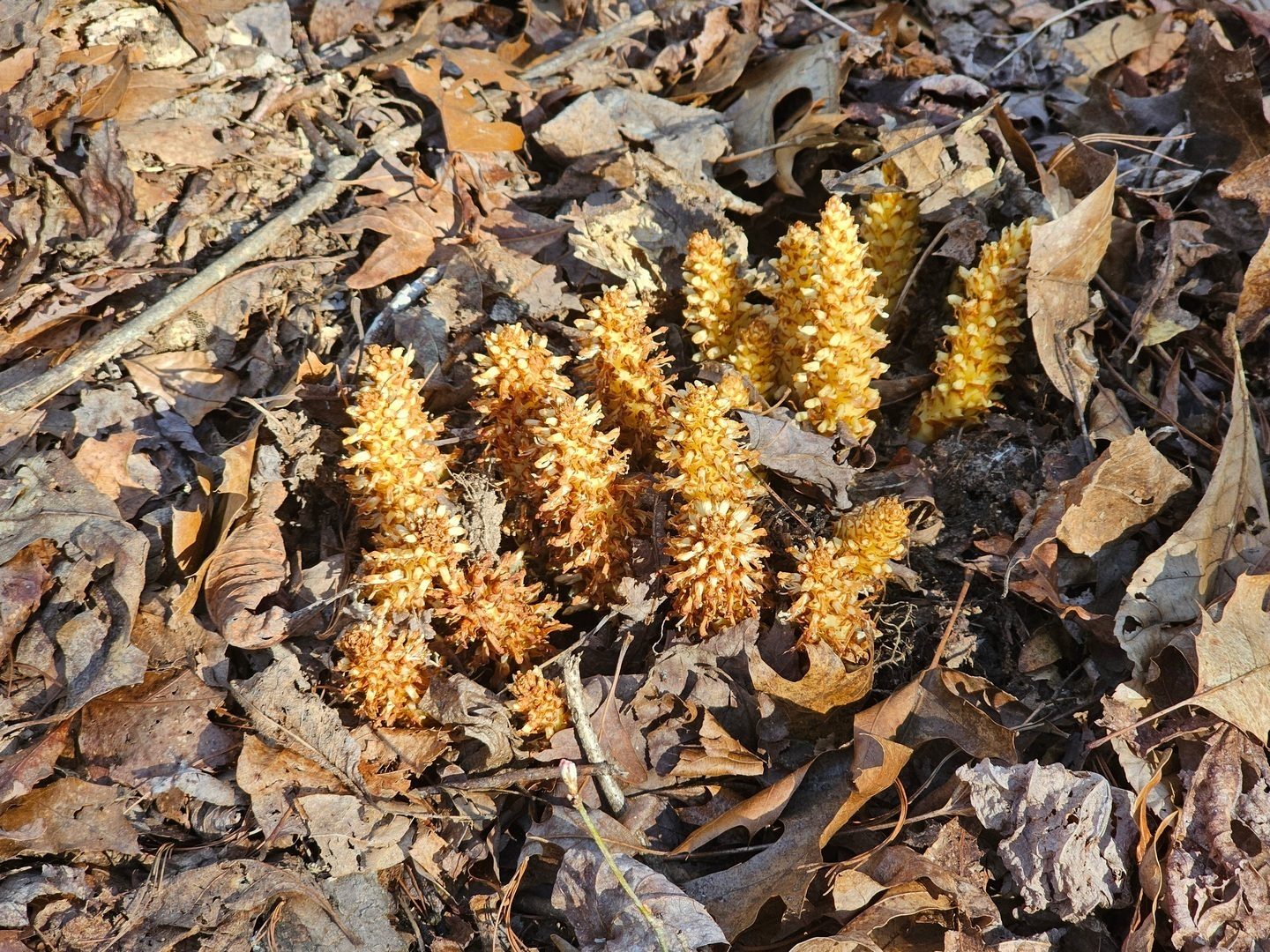 Squawroot is always an interesting find.  It is parasitic on the roots of woody plants