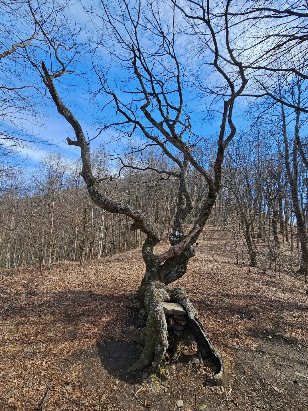 This is what the Level Tree really looked like.  I don't see any level limbs though.