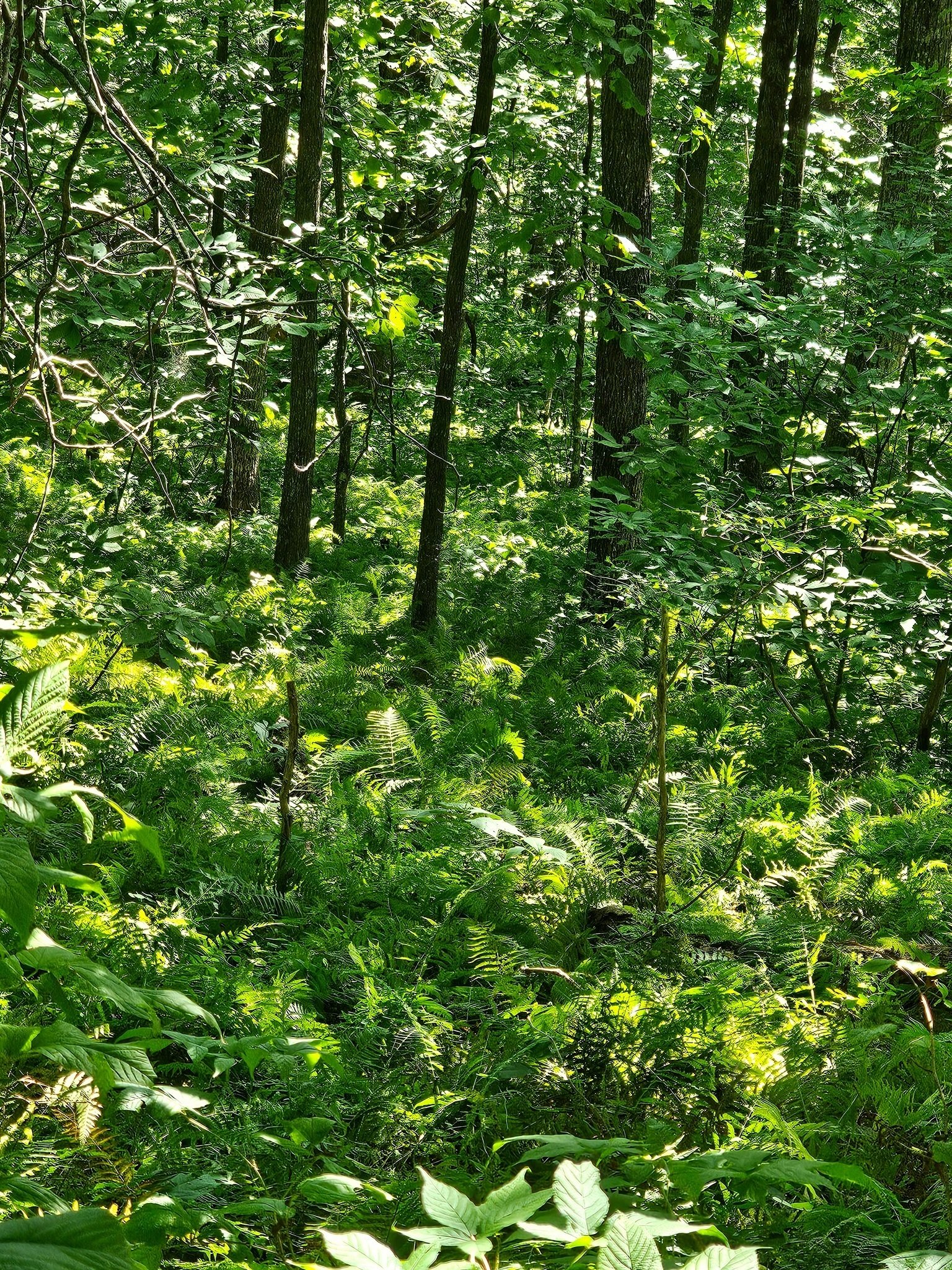 The downslope along this section of the AT was covered with beautiful ferns.