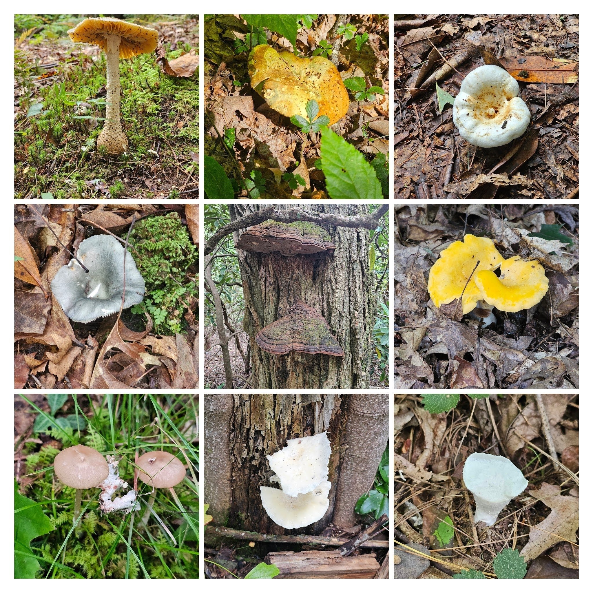 Looks like we hit the jackpot on fungi today!