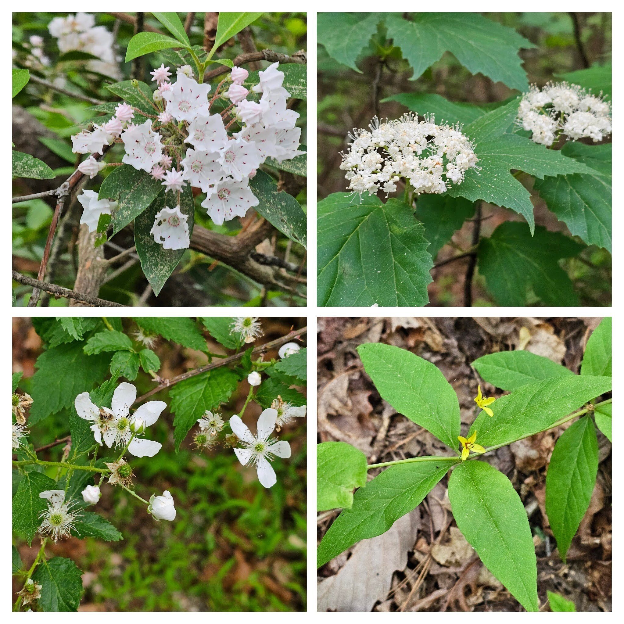 First wildflowers.  From 10 o'clock clockwise, Mountain Laurel, Mapleleaf Viburnum, Whorled Loosestrife & Blackberry.