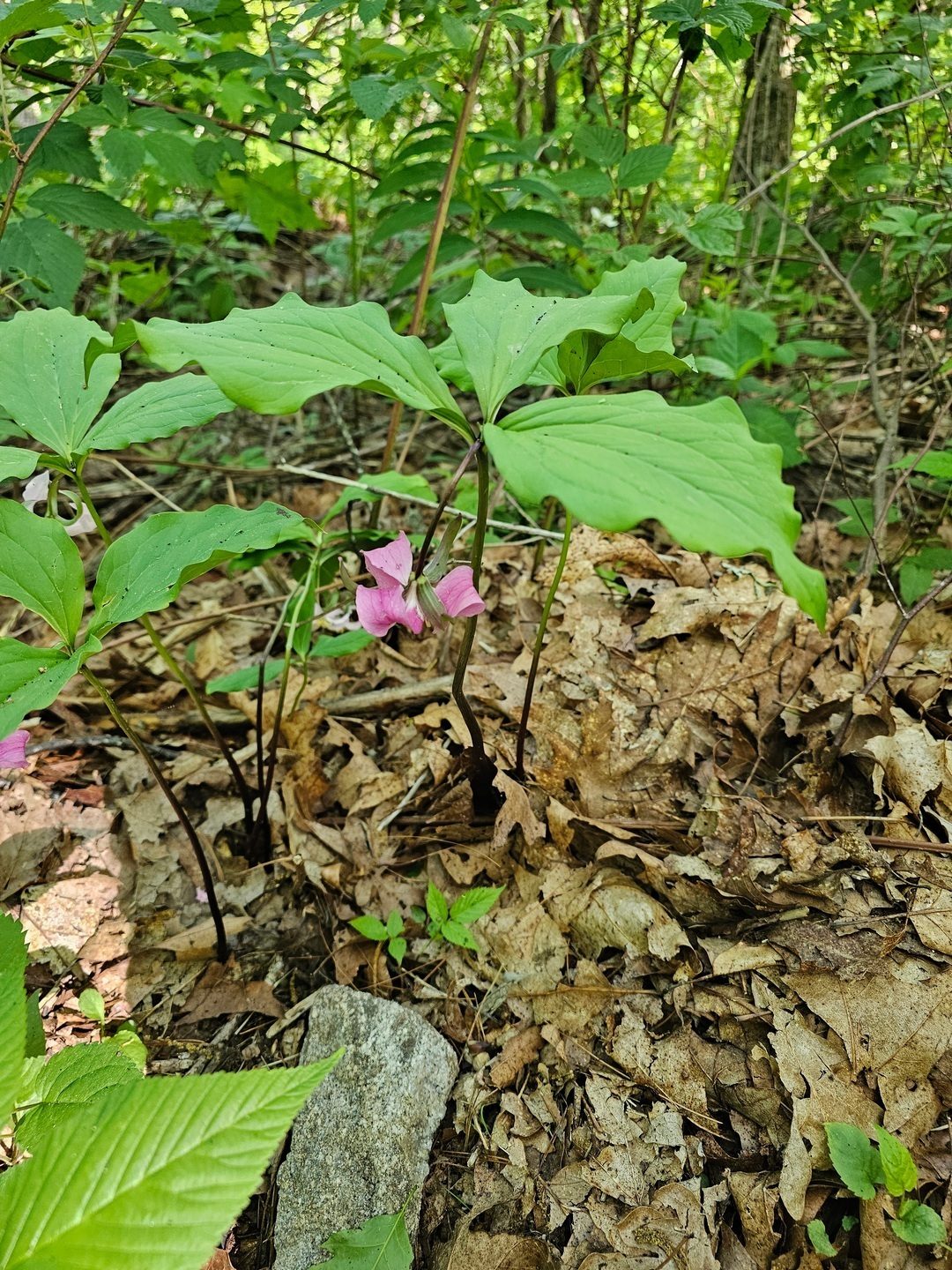 And as a bonus, we periodically found a few examples of this Catesby’s Trillium.