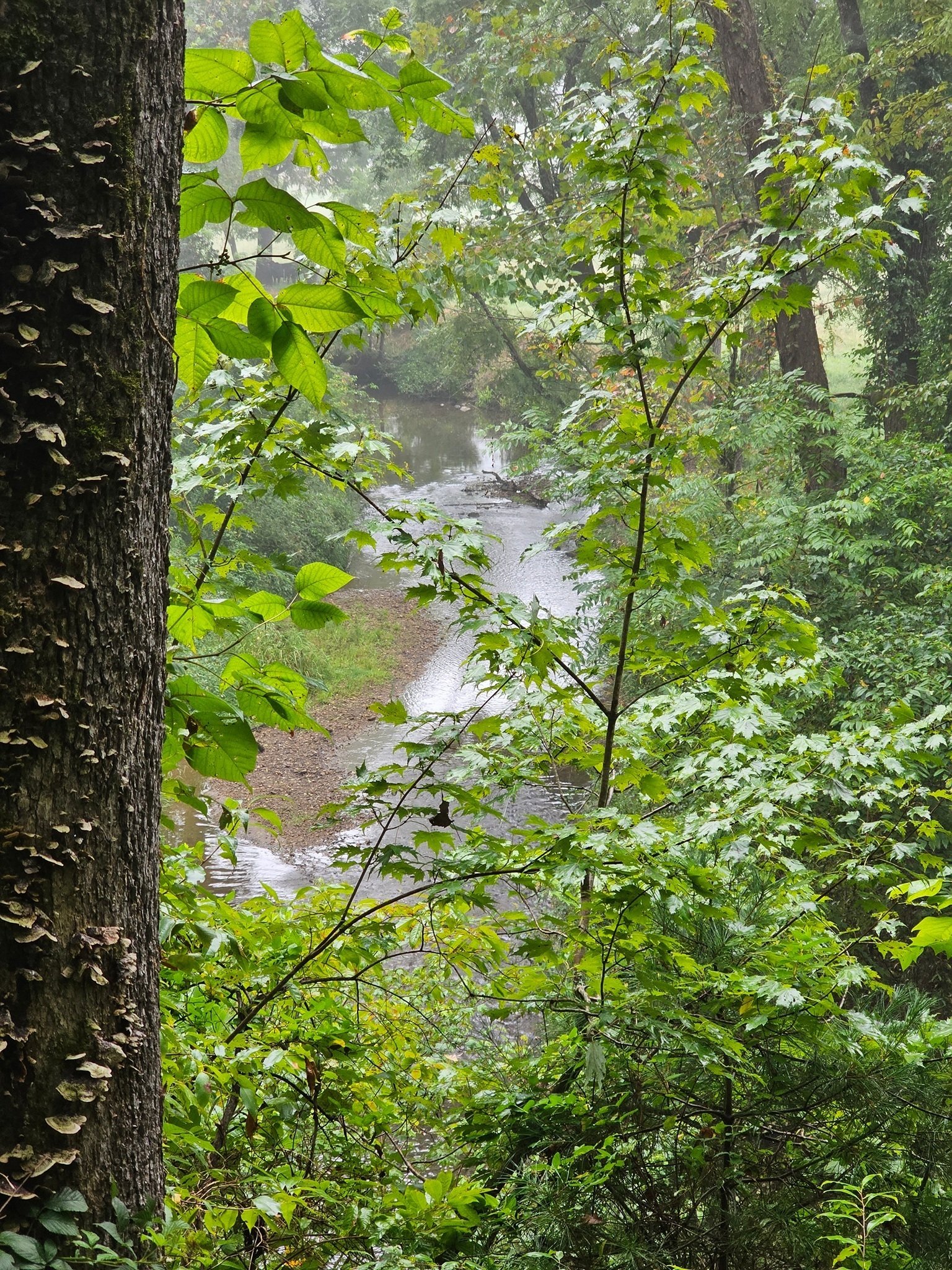As we walk along, this is one of our first glimpses of Tessentee Creek that eventually flows into the Little Tennessee River.