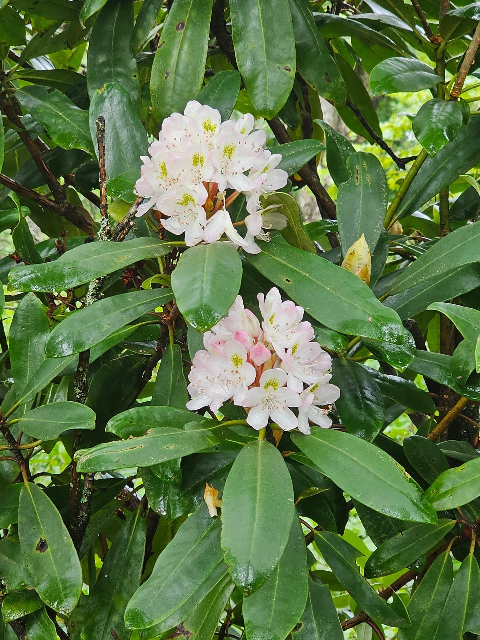 Just one of very few rhododendron still in bloom.