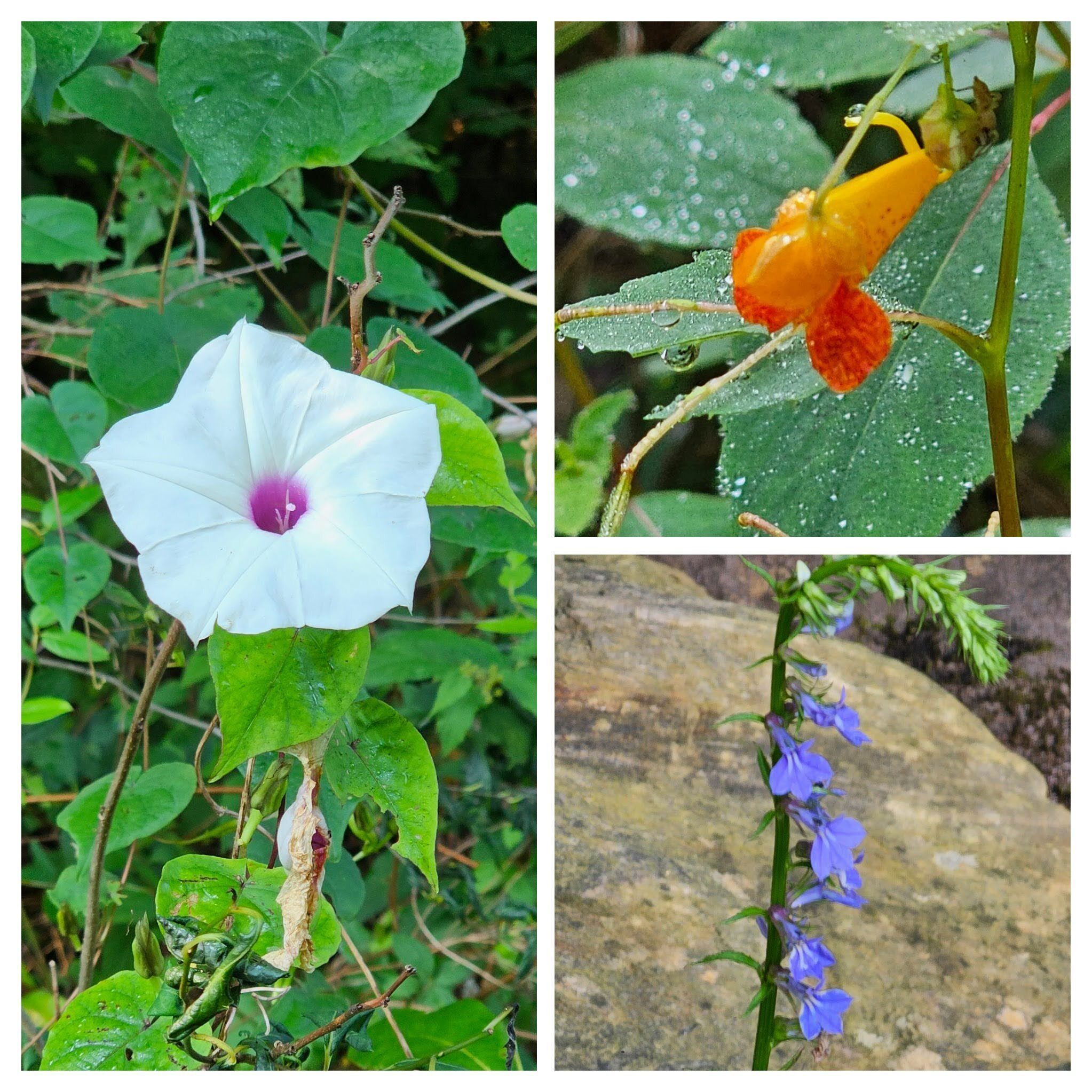 Wildflowers from the start: L: Morning Glory; UR: Spotted Jewel Weed; LR: Downy Lobelia