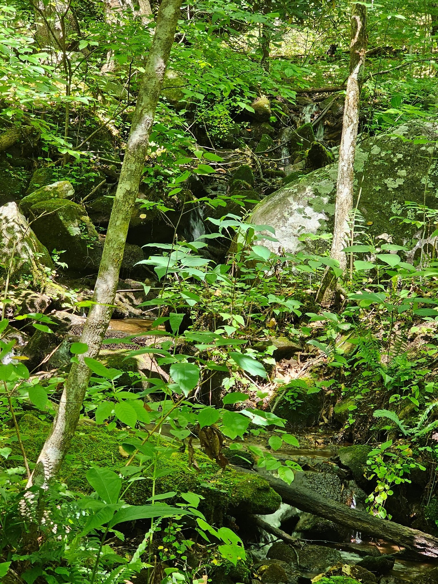 After hiking a mile downhill on a very rocky path, we walked along a boulder-strewn drainage areas with small cascades