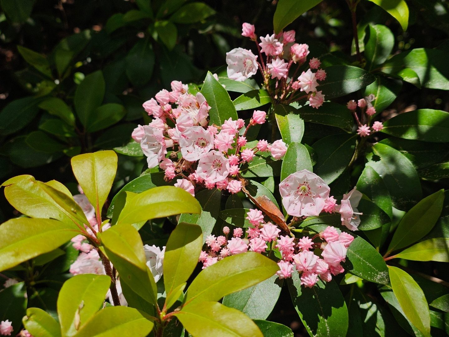 I don't understand how these Mountain Laurel bloom later than the Rhododendron?