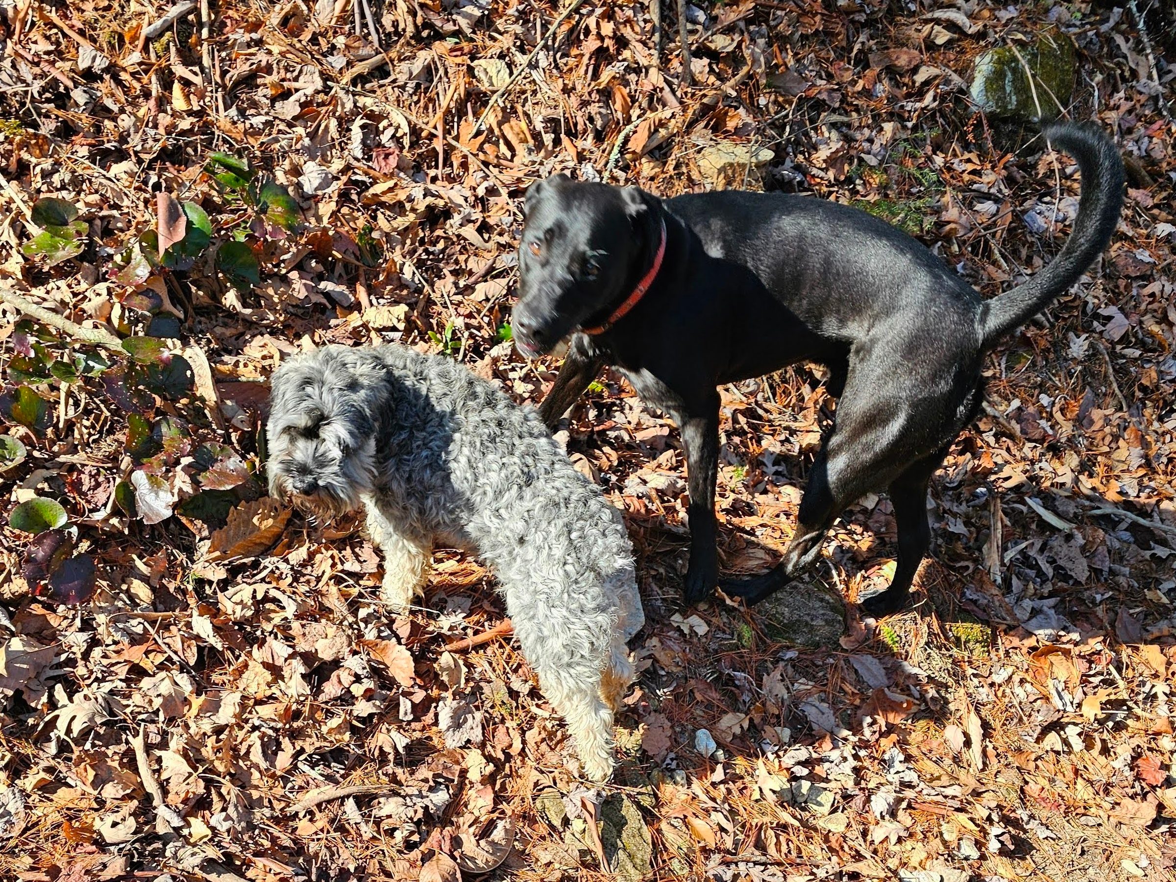 Bear and Toby stopping along the trail for a sniff.