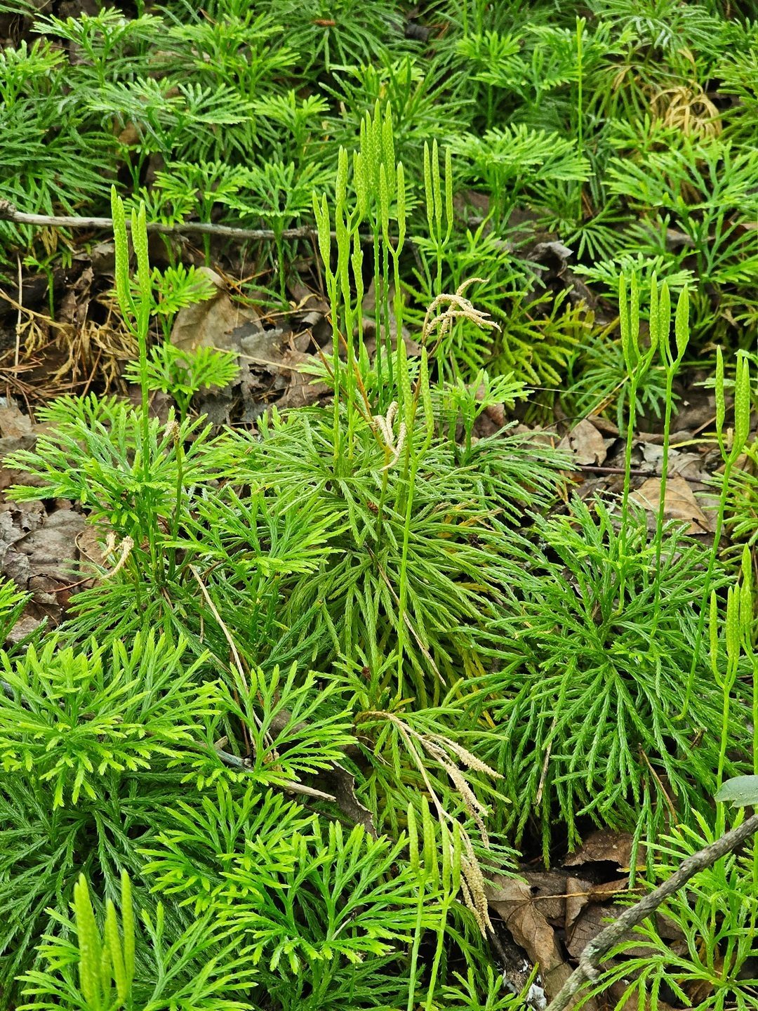 This Fan clubmoss, also know as Ground-cedar, is an attractive groundcover.