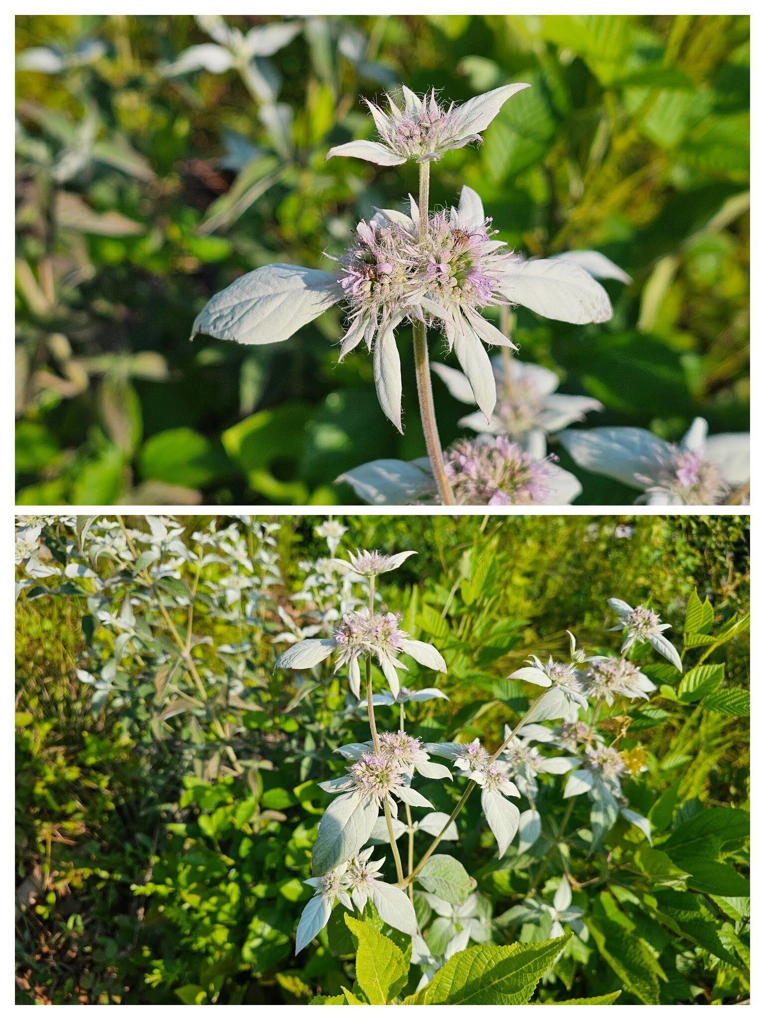 Then this Hoary mountain mint with its white-like leaves.