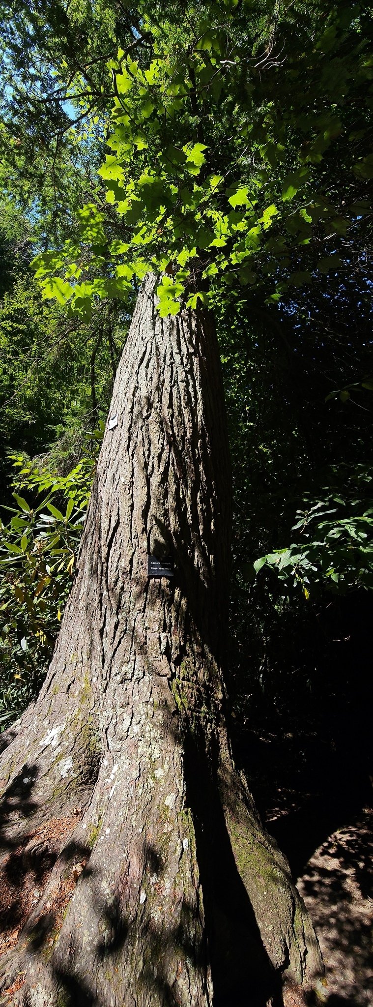Checkout the size, roots and the fact that it is still a living Eastern Hemlock.