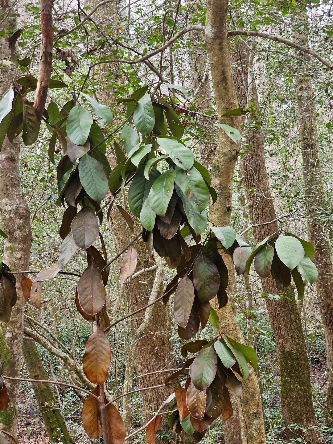 We're guessing the recent cold-snap got the best of this Southern Magnolia growing in along the trail.