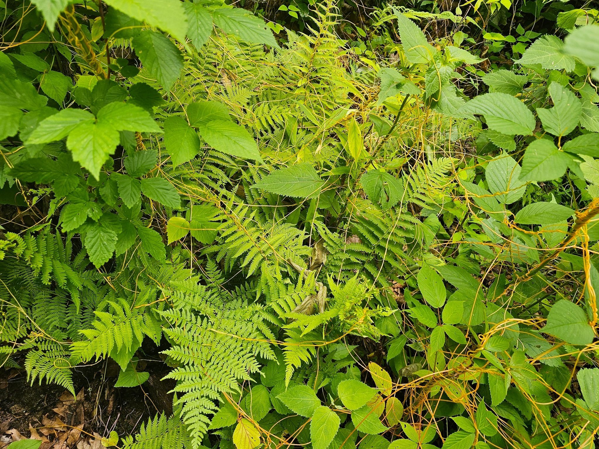 A last curiosity . . . I believe this is "love-vine" or "dodder,"  a parasitic vine, Cassytha filiformis?