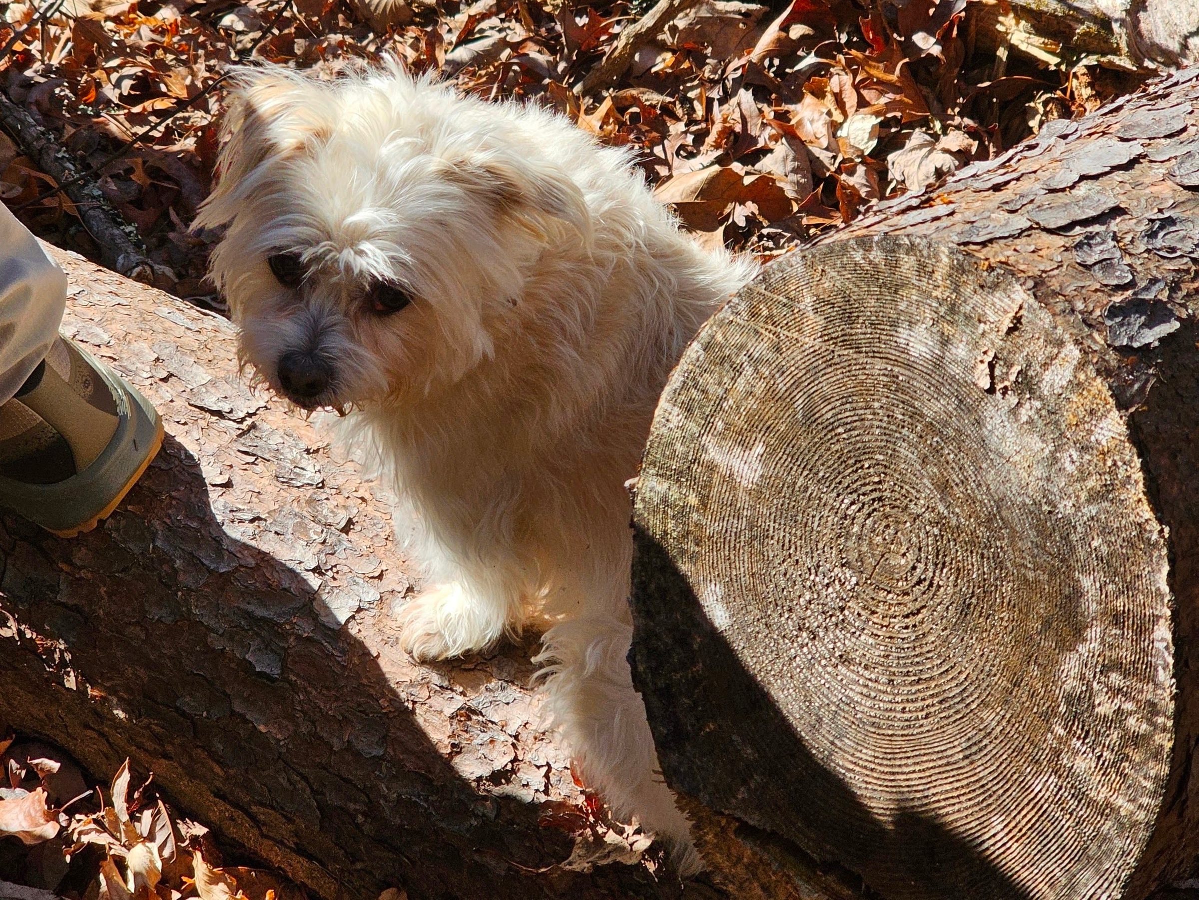 Cutie Pie is a pretty smart dog, always resting patiently when we also stop.
