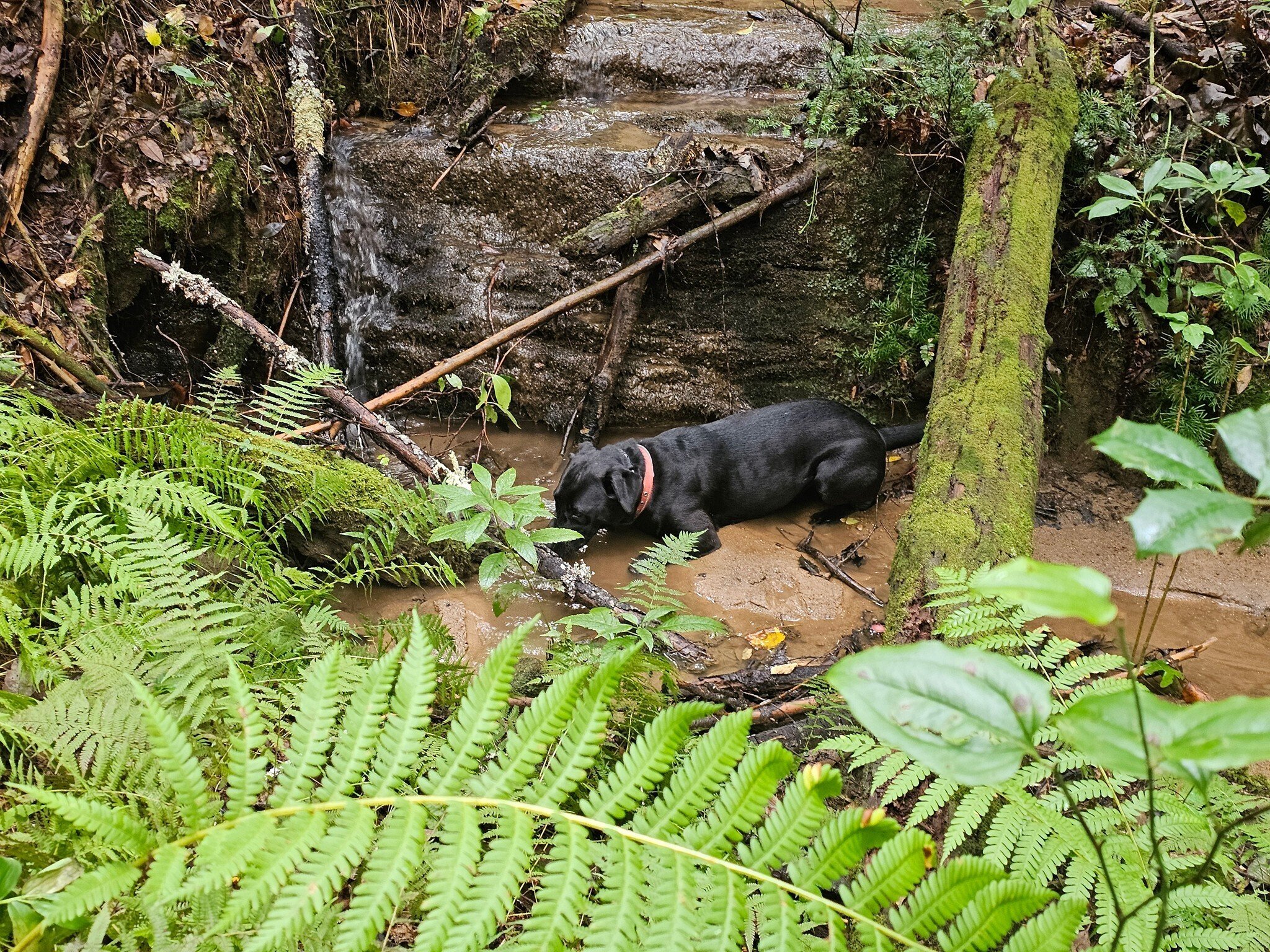 Toby discovers this very small waterfall on our way back and decided to cool off a bit.