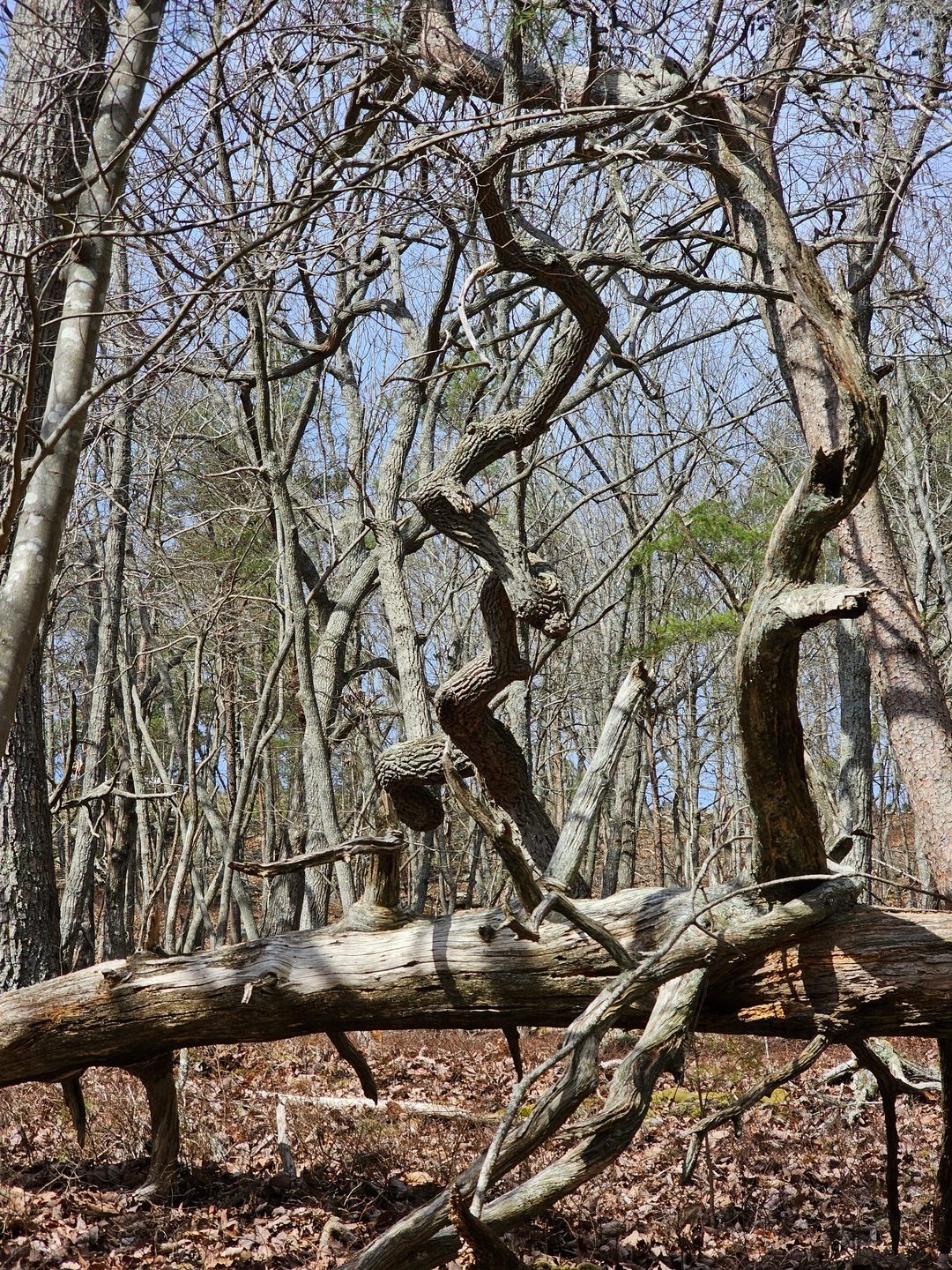 This tree is determined to get it's share of sunlight.