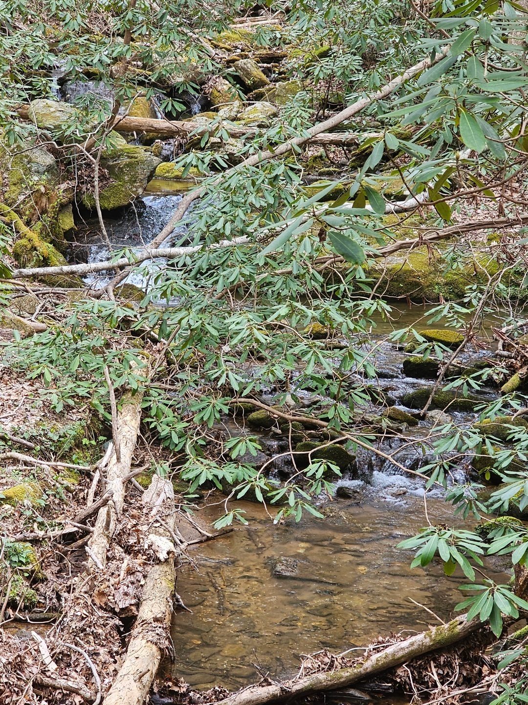 I took a short side path down to Andrews Creek hoping to see a larger waterfall, but did find a small cascade.
